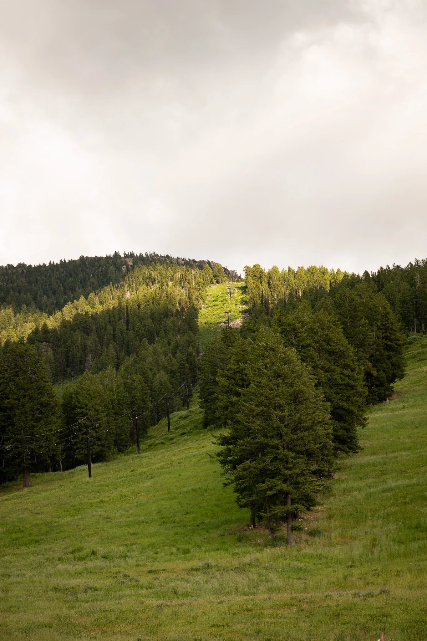 green grass ski lift