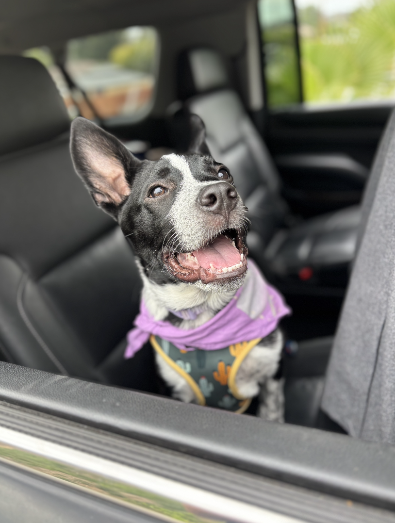 Screenshot 2025-10-05 at 10.10.57 AM.png