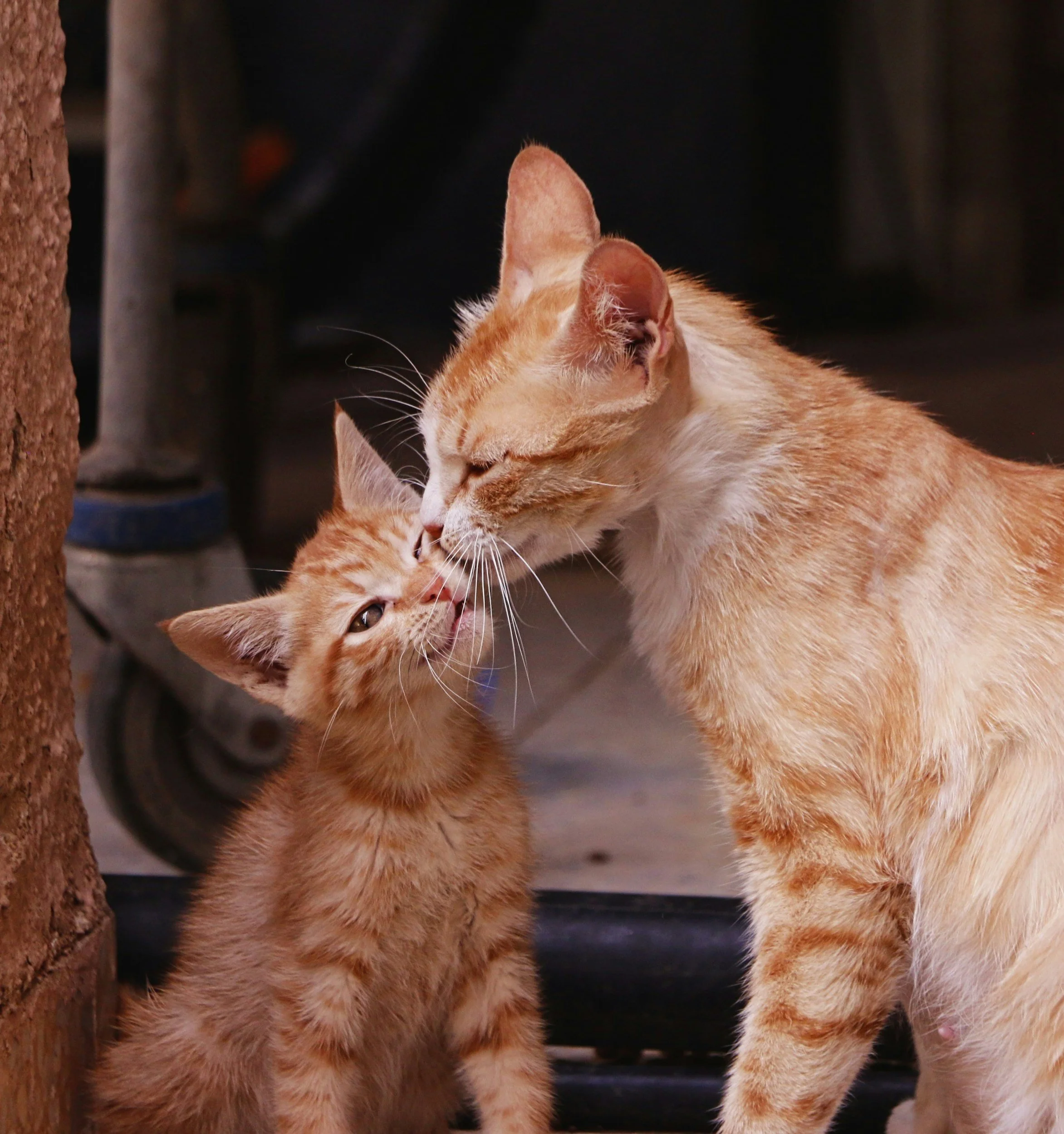 Introducing kitten to other pets