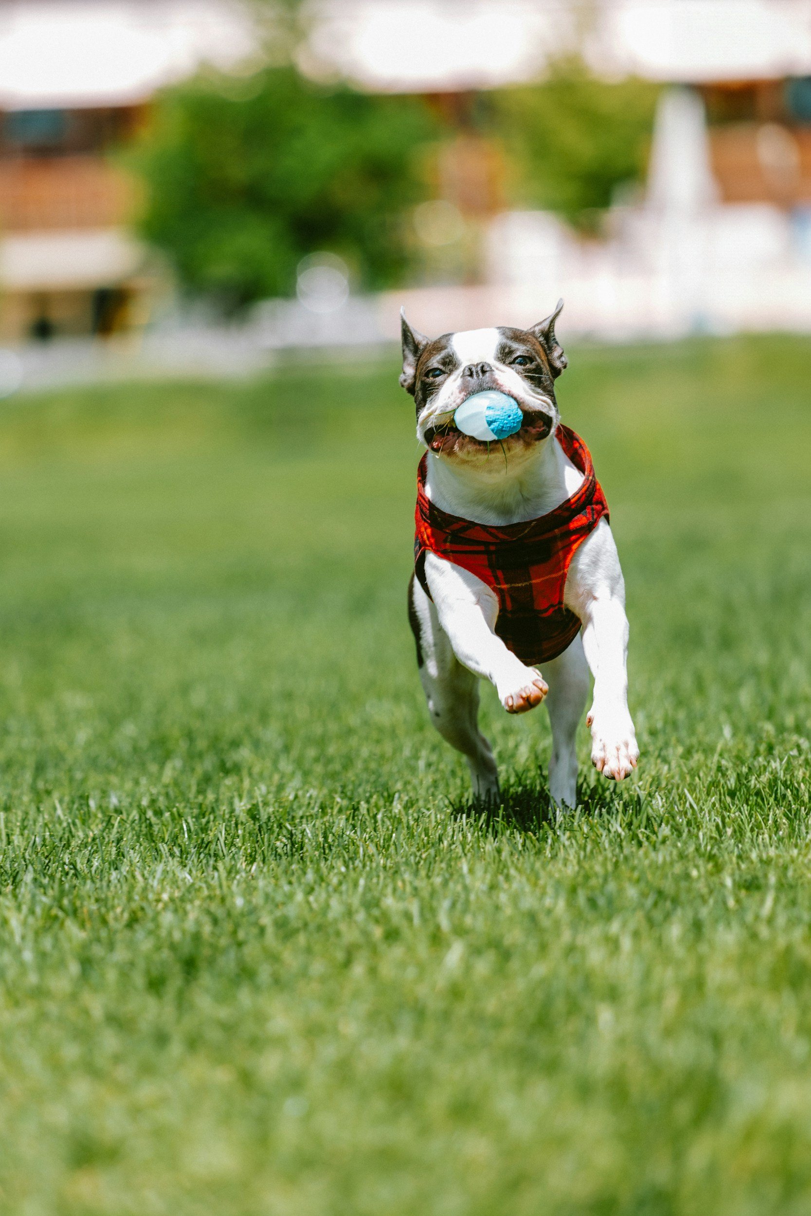 dog food label reading