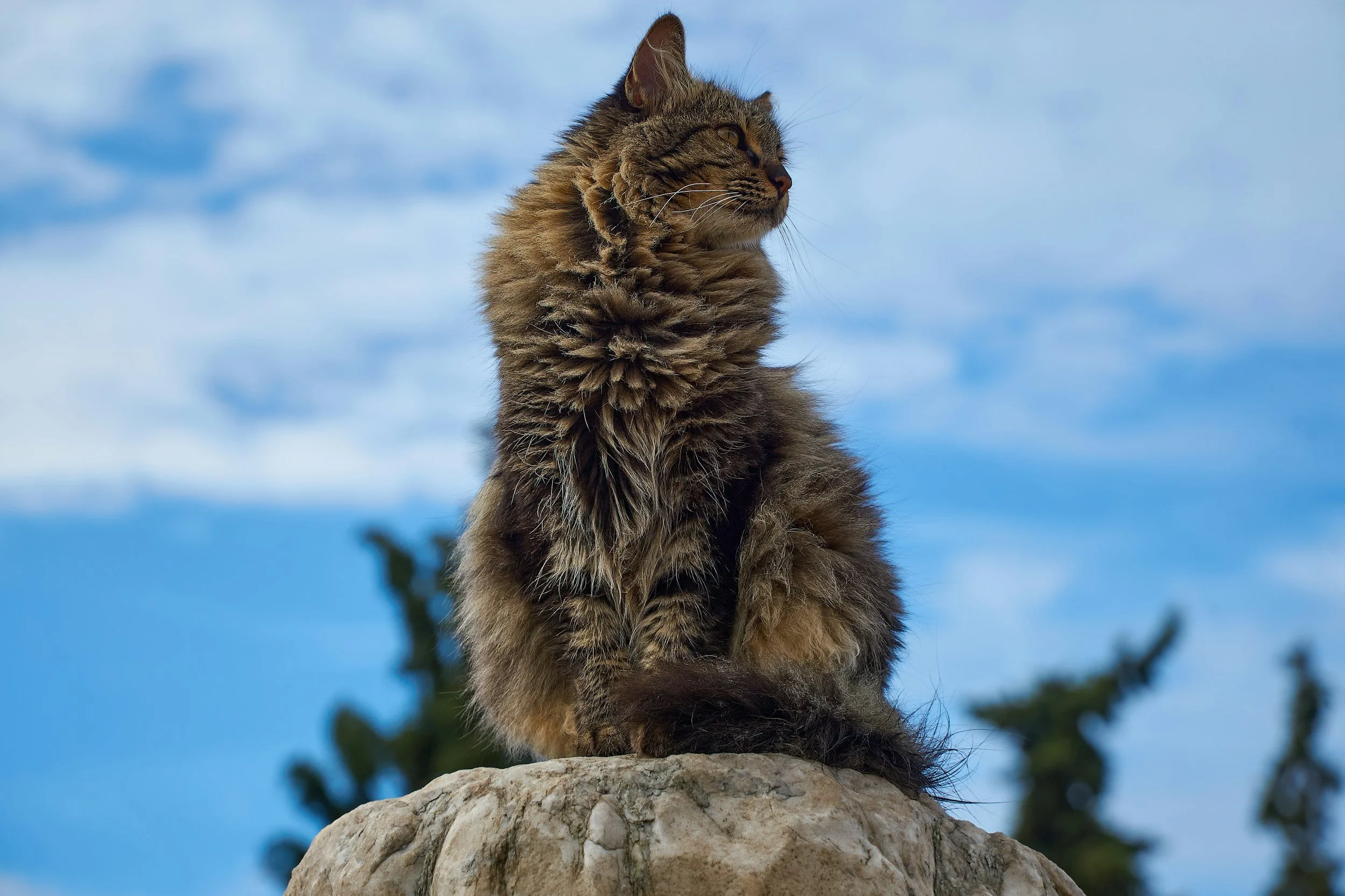 pet health certificate