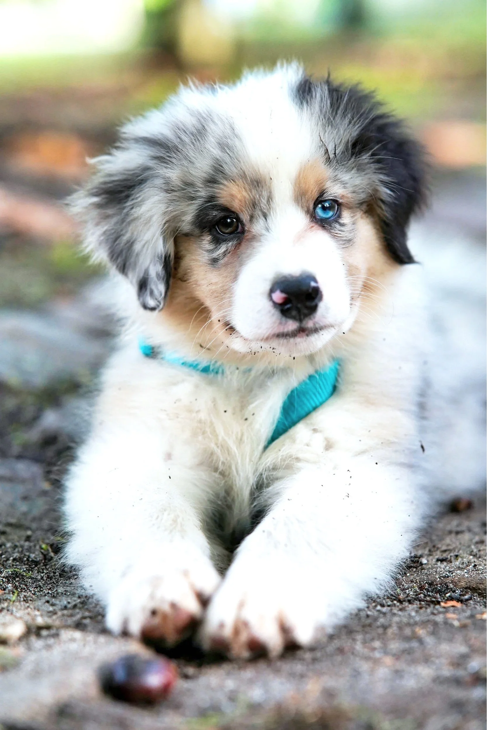 Preparing your home for a puppy