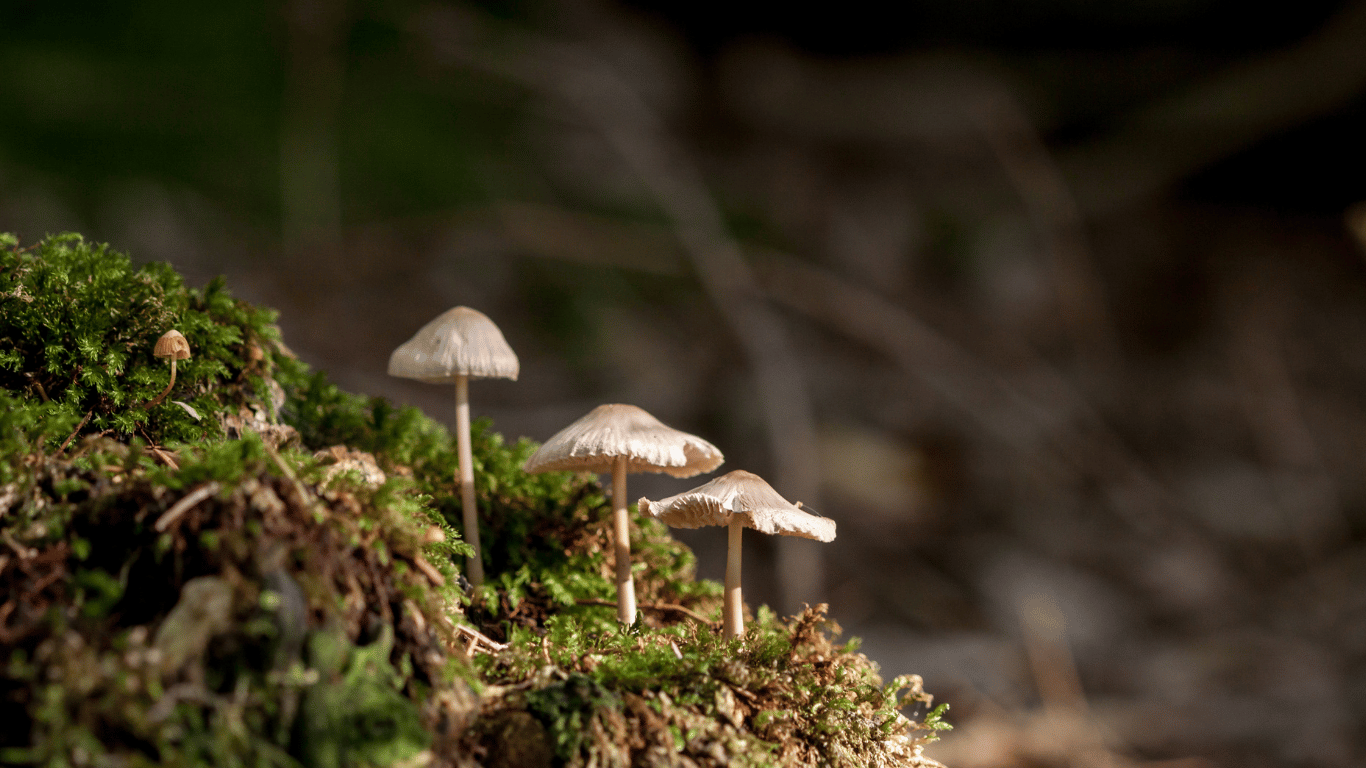 Small mushrooms growing among green moss on a forest floor.