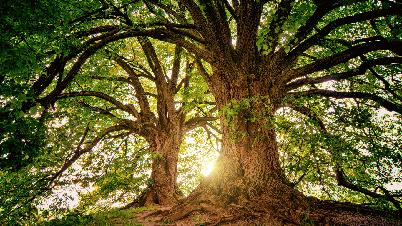 Rebirth Mushroom Supplements, Superfood, Wellness, A large, mature tree with thick trunk and sprawling branches covered in green leaves. The sunlight peeks through the foliage, creating a warm glow