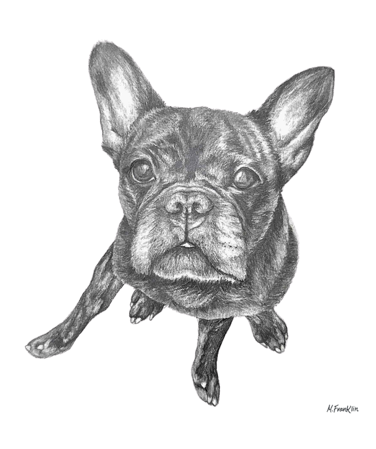 French Bulldog