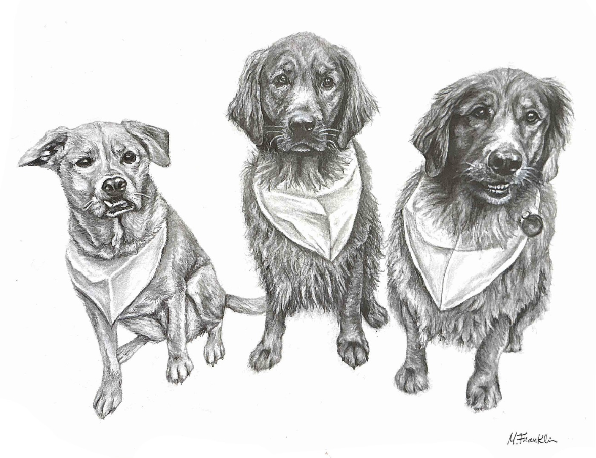 Golden Retrievers