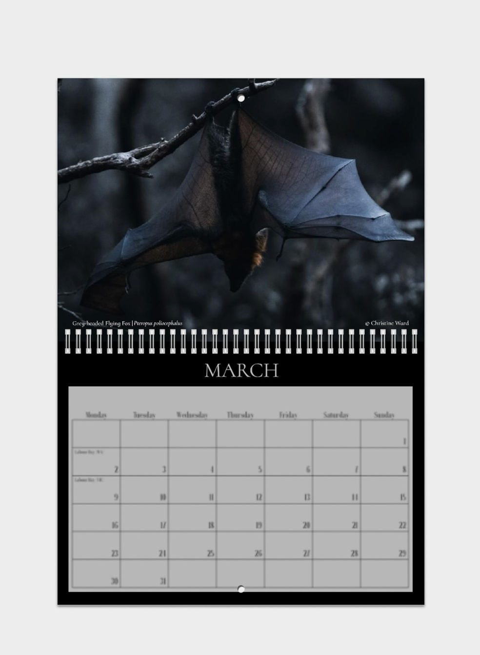 Fine Art by Christine Ward Bat Calendar