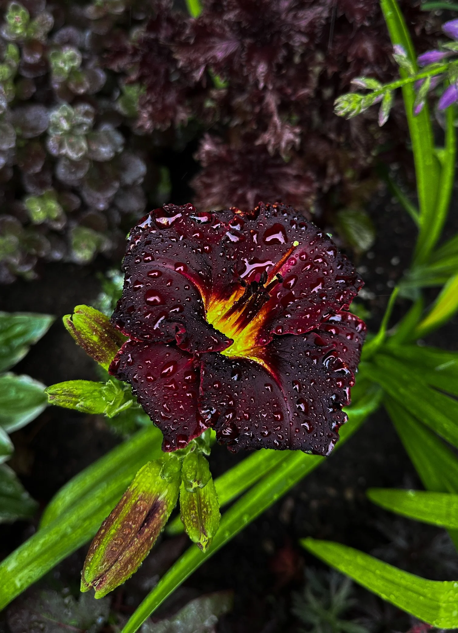 Black Magic Daylily