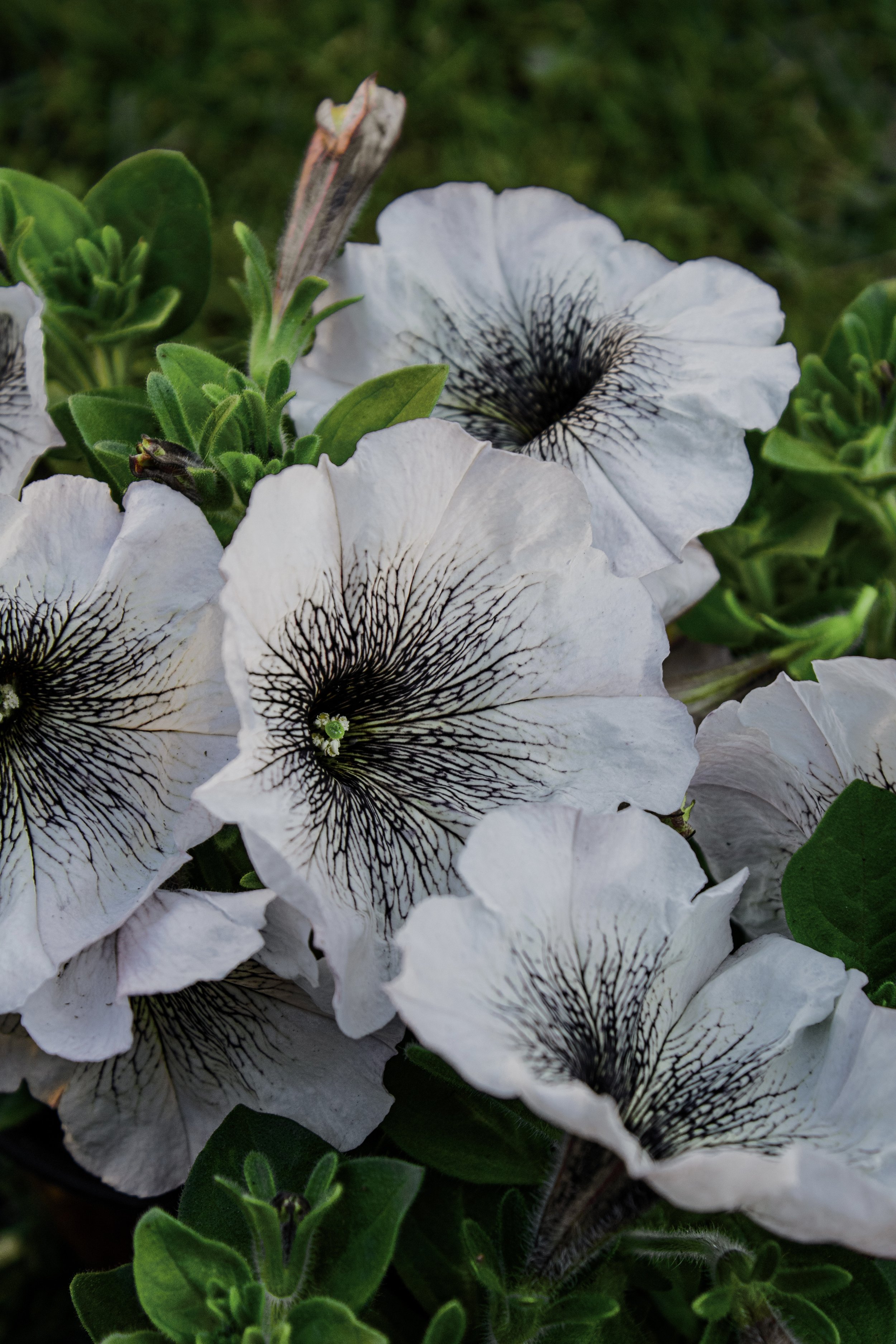 Crazytunia B&amp;W Petunias