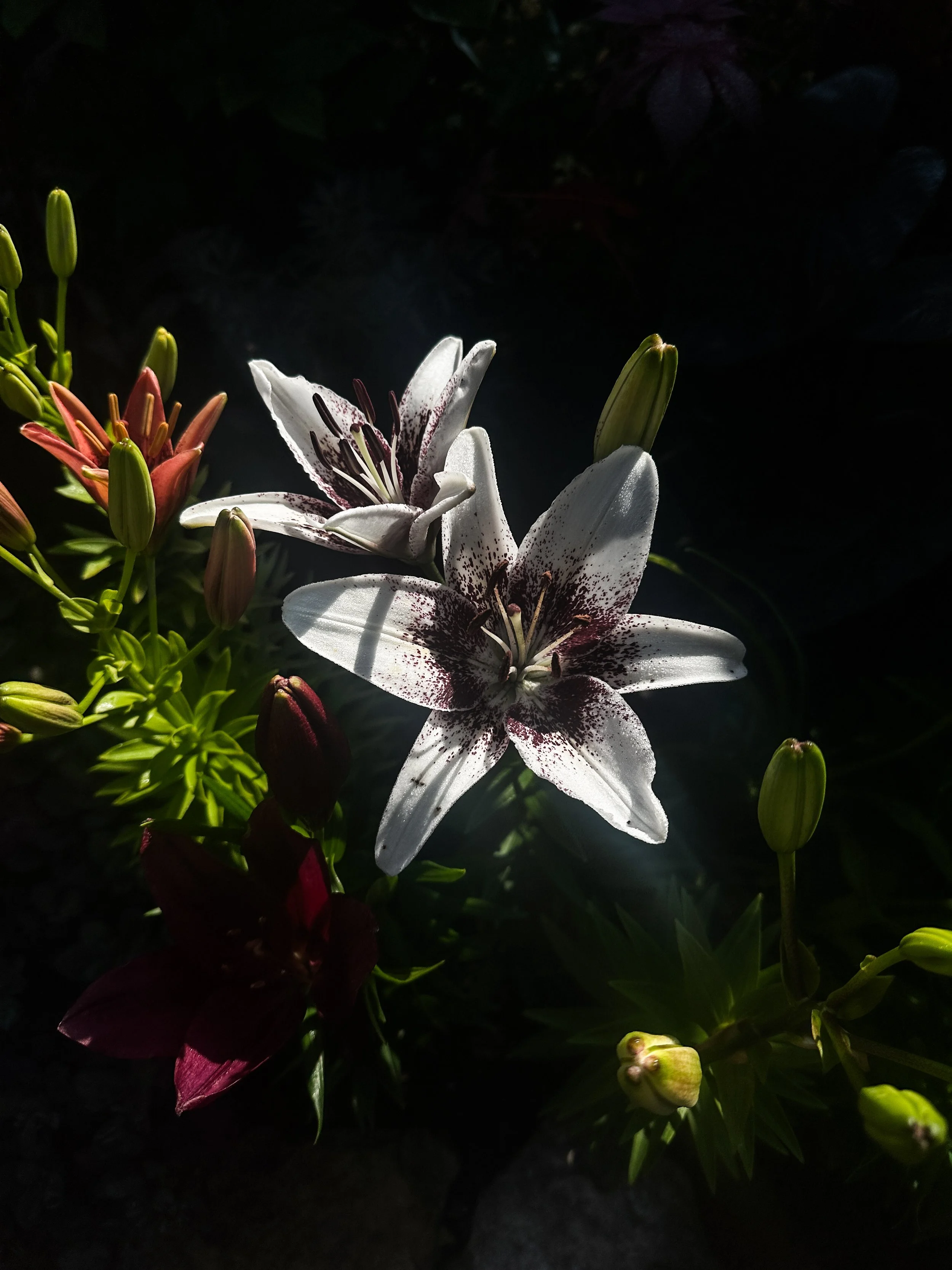 Netty’s Pride Lily 