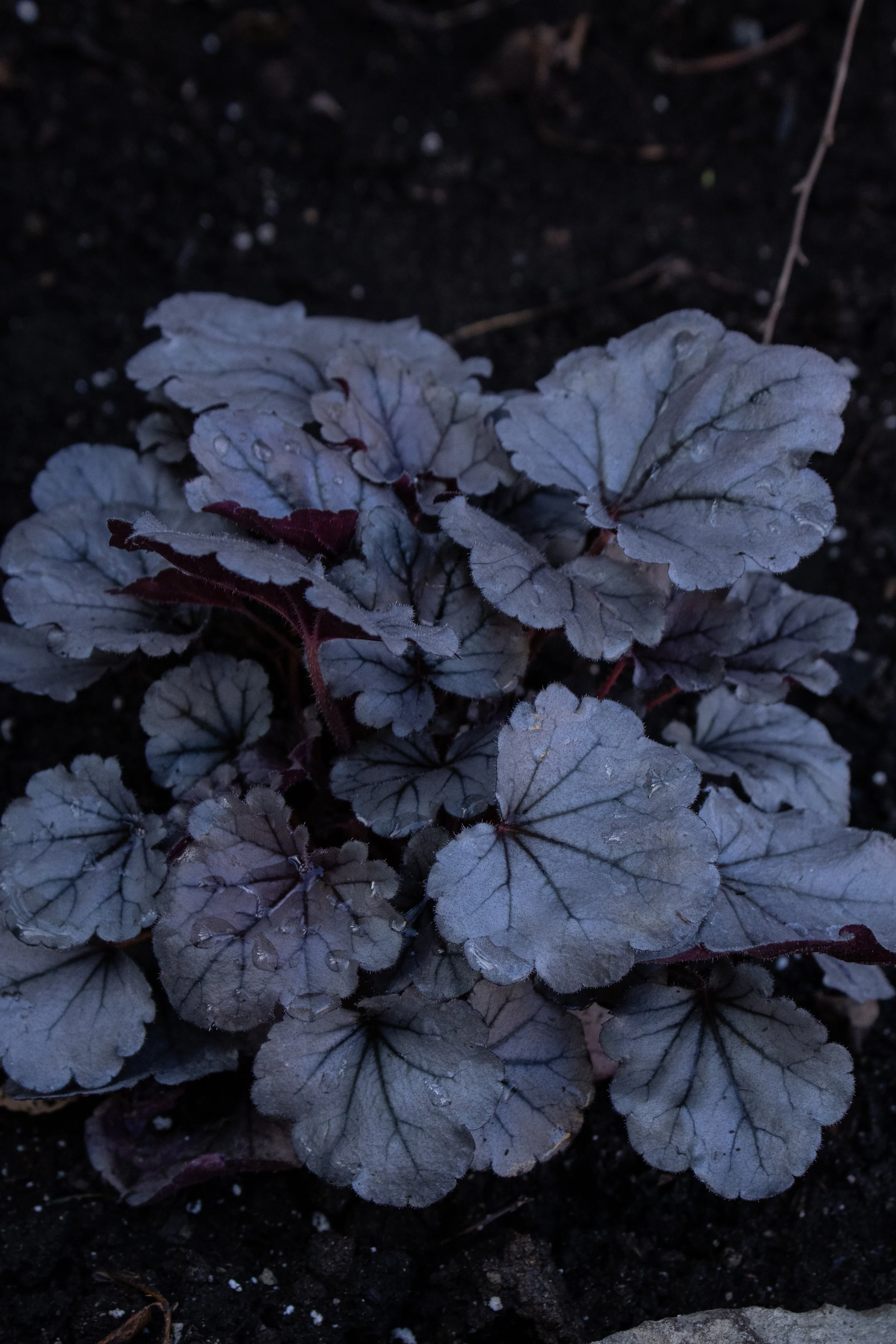 Indian Summer Silverberry Heucheras 