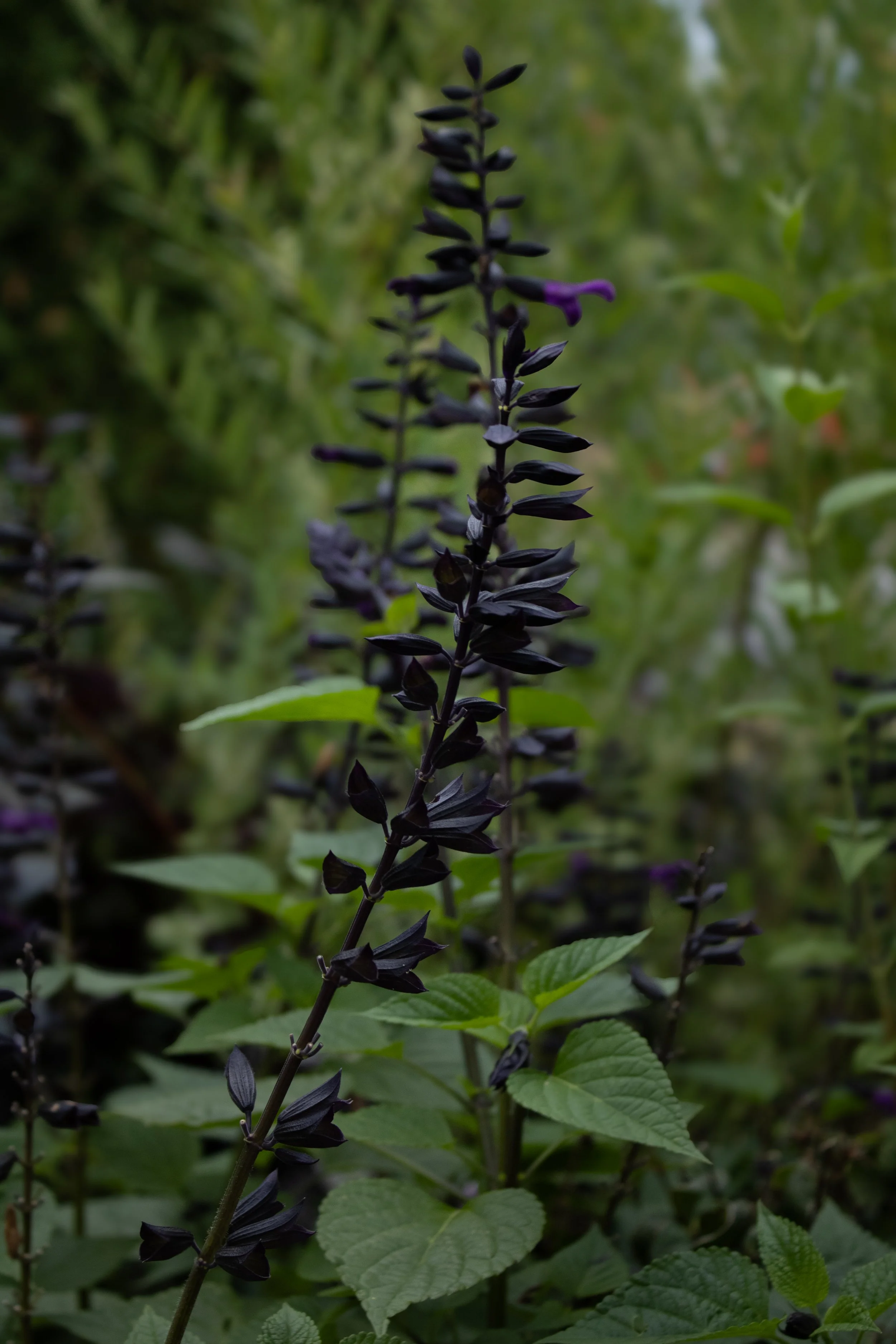 Rockin Deep Purple Salvia 