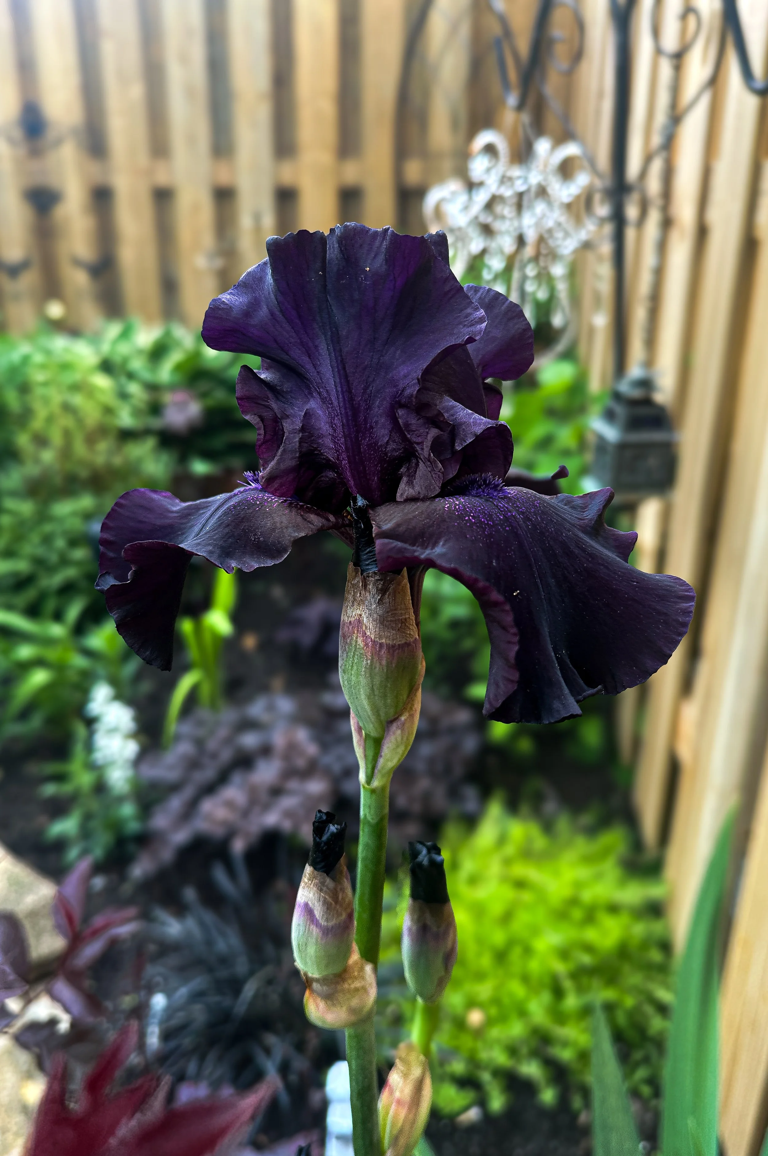 Suited Black Iris 