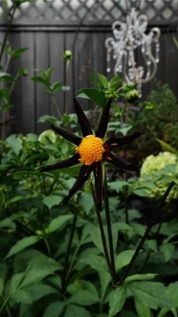 Veronne’s Obsidian Dahlia