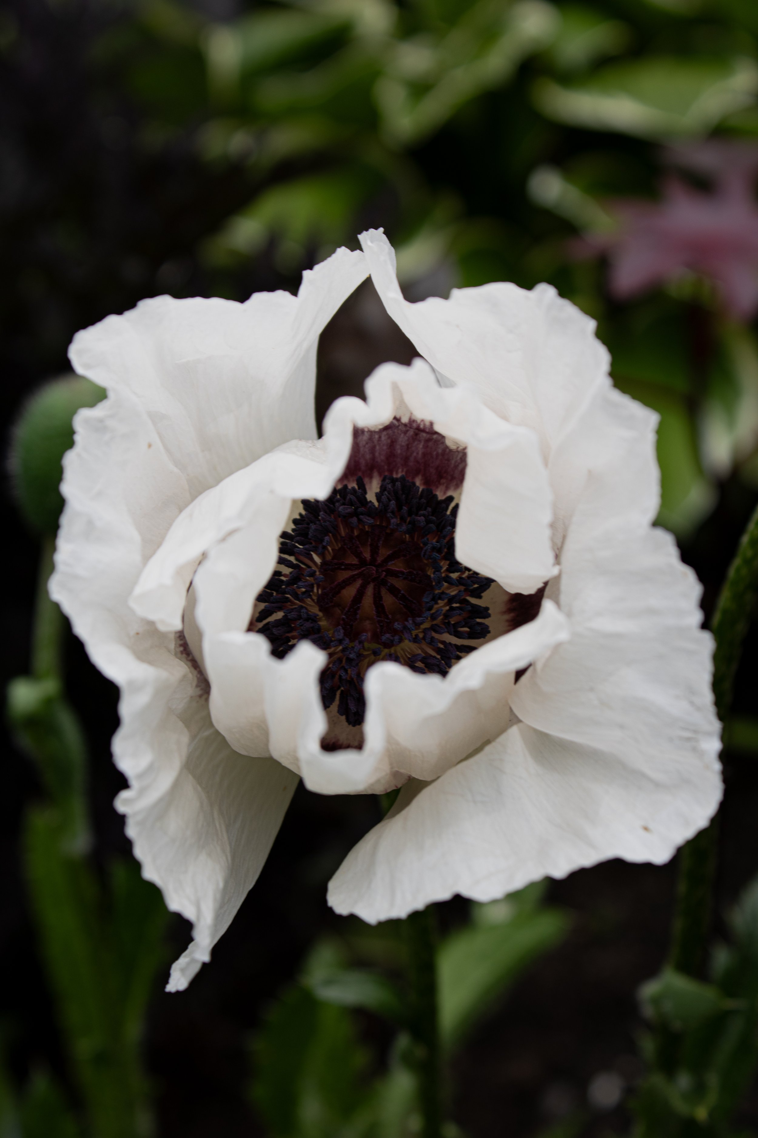 Royal Wedding Poppy