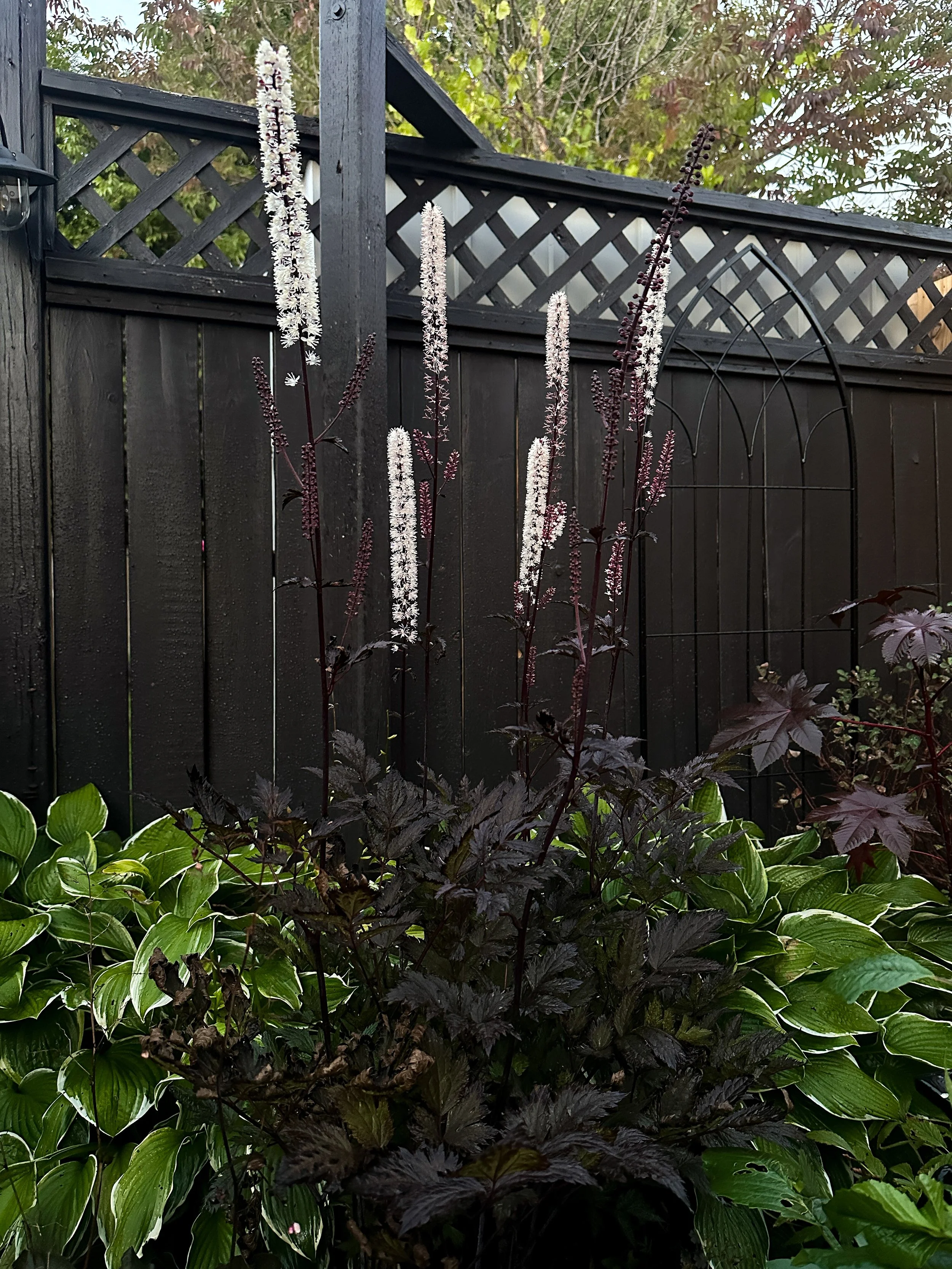  Black Beauty Snakeroots