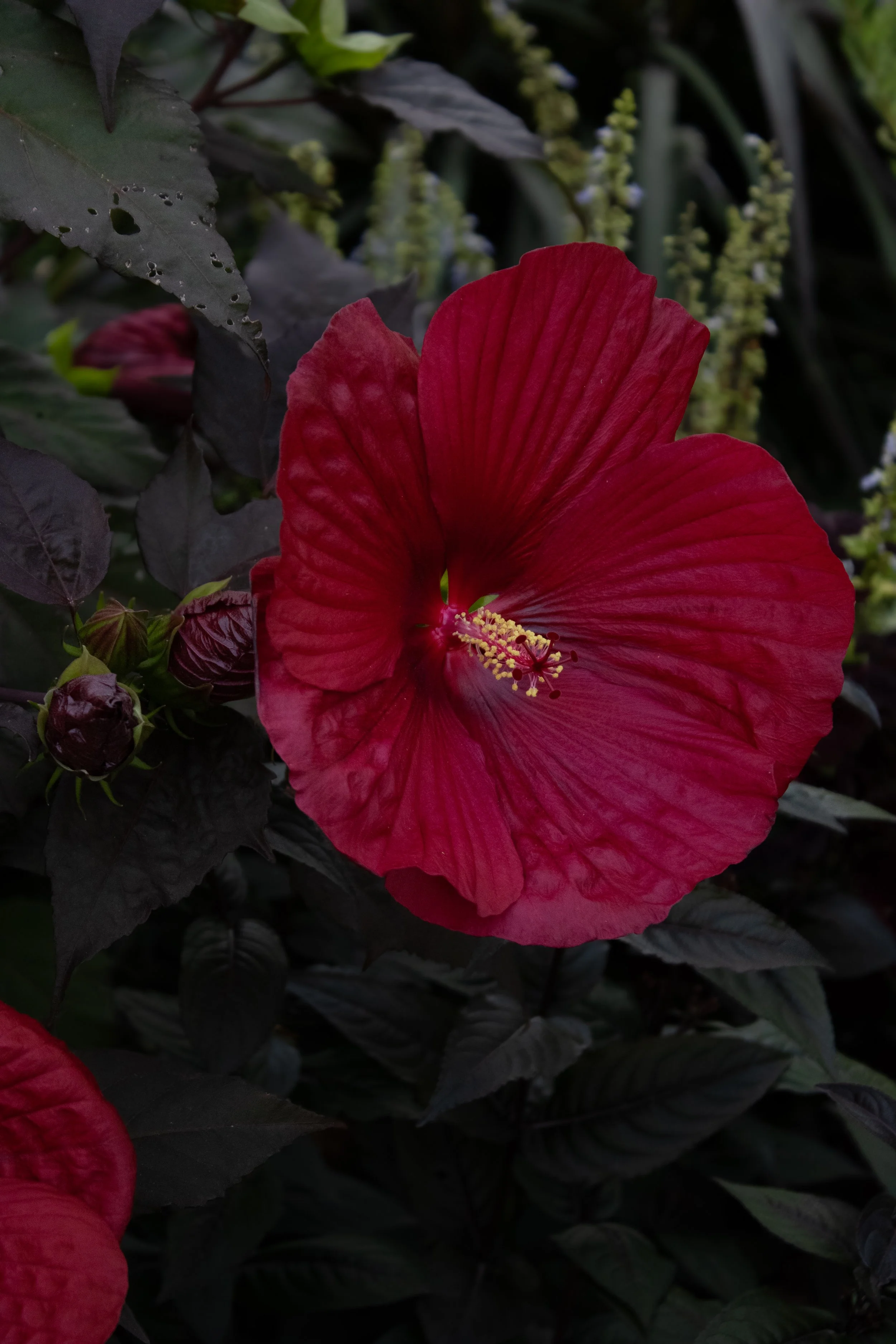 Midnight Marvel Hibiscus