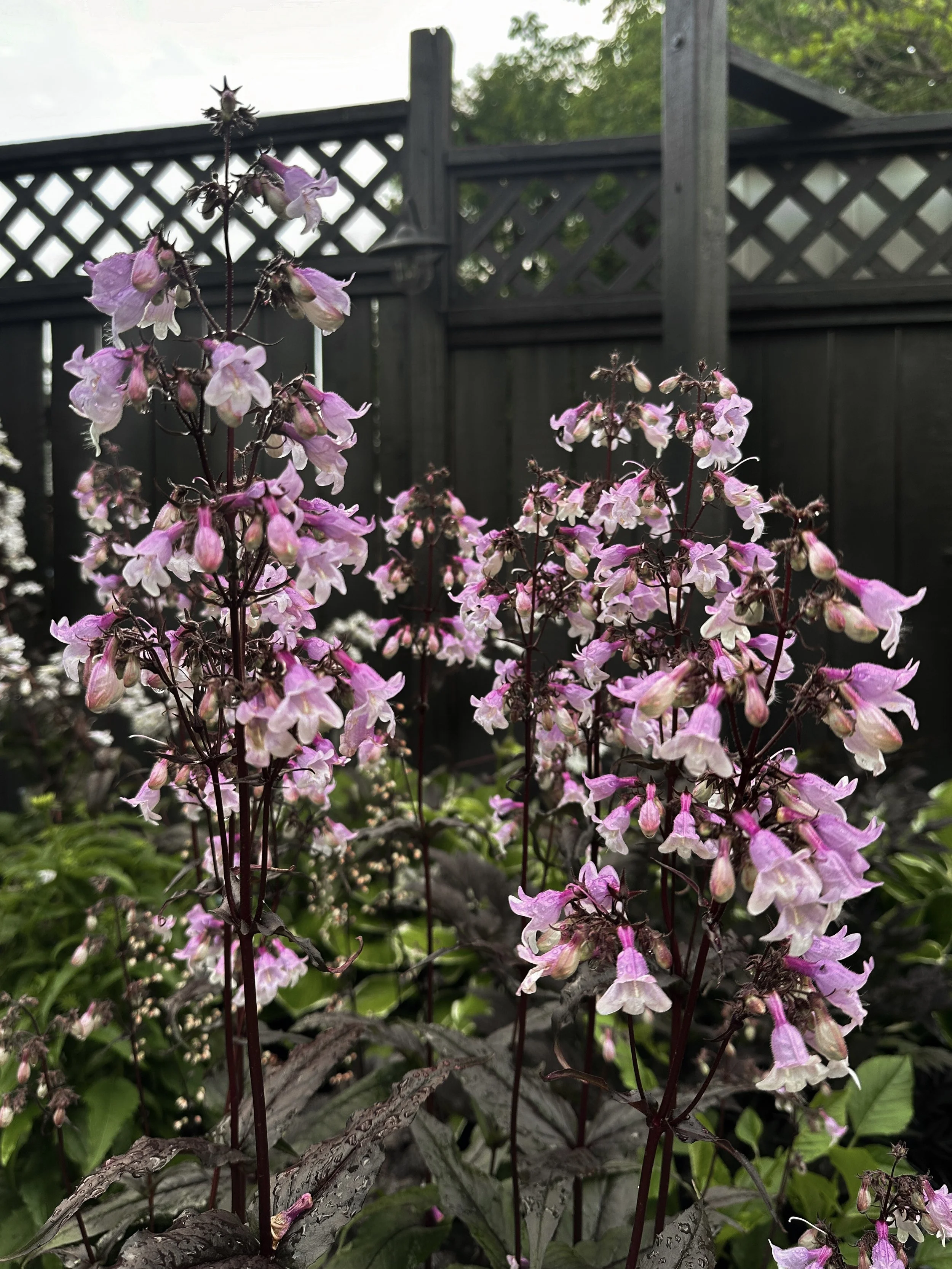 Dark Penstemons