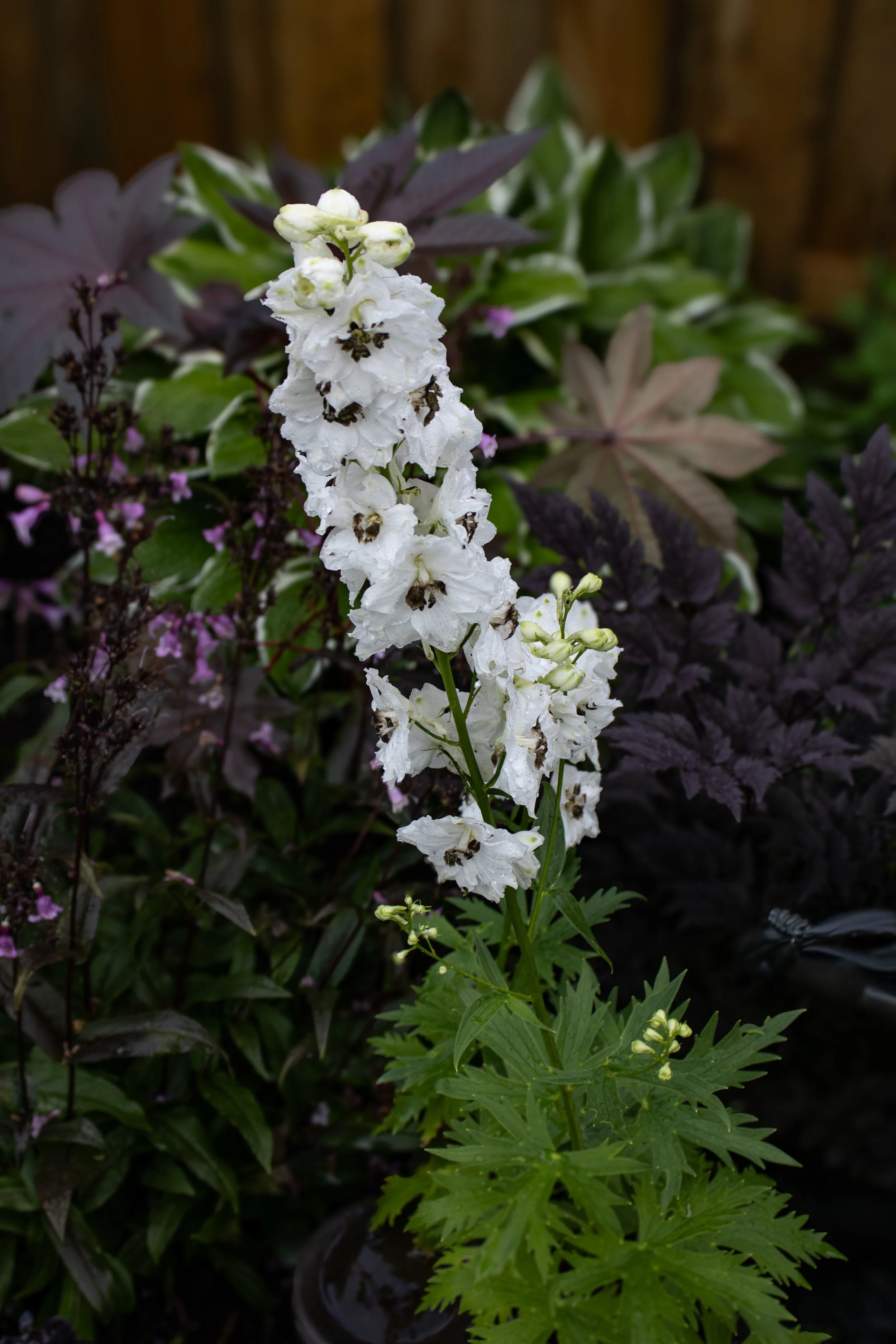 Magic Fountains Delphinium