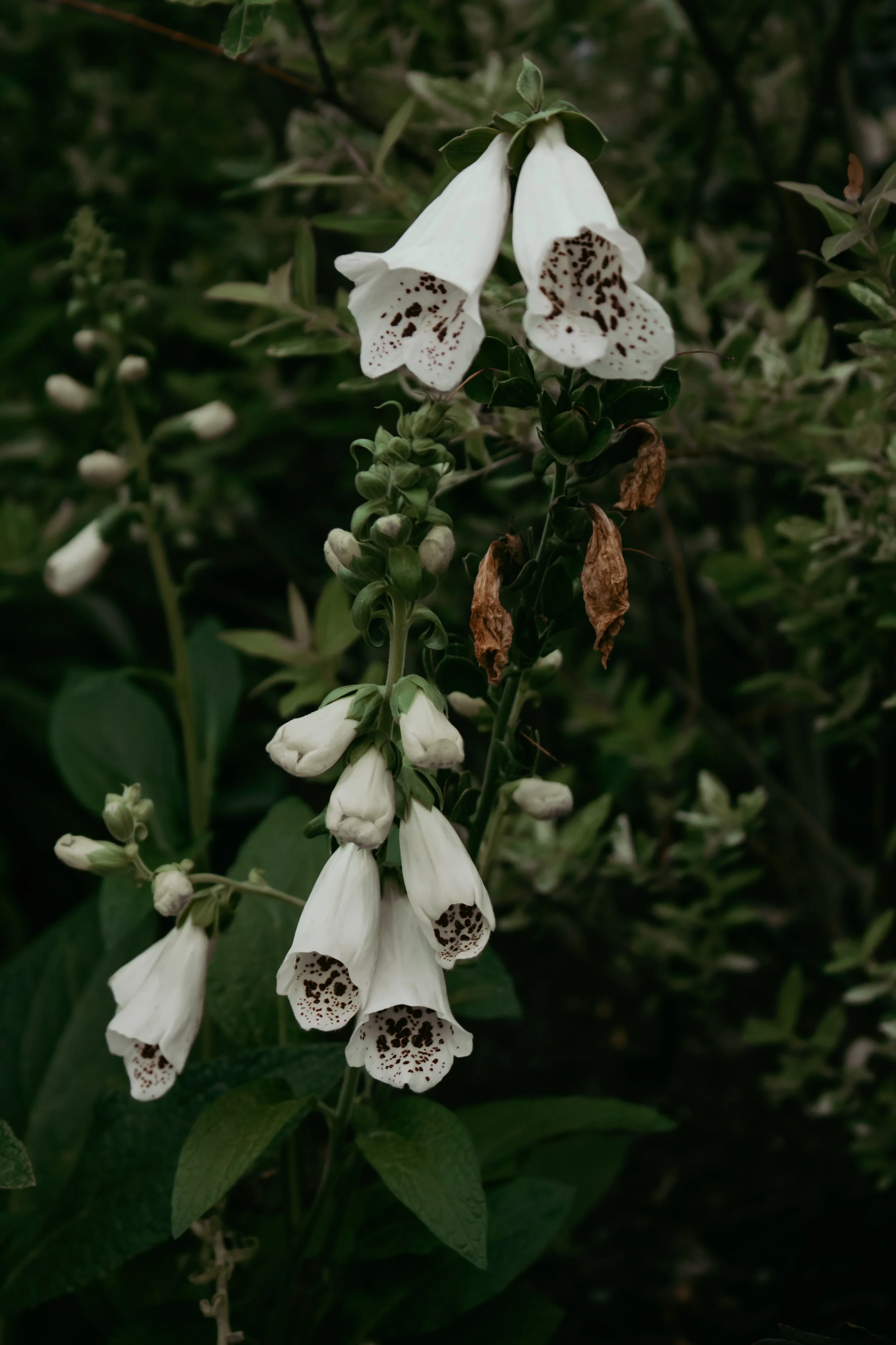 Dalmatian White Foxgloves