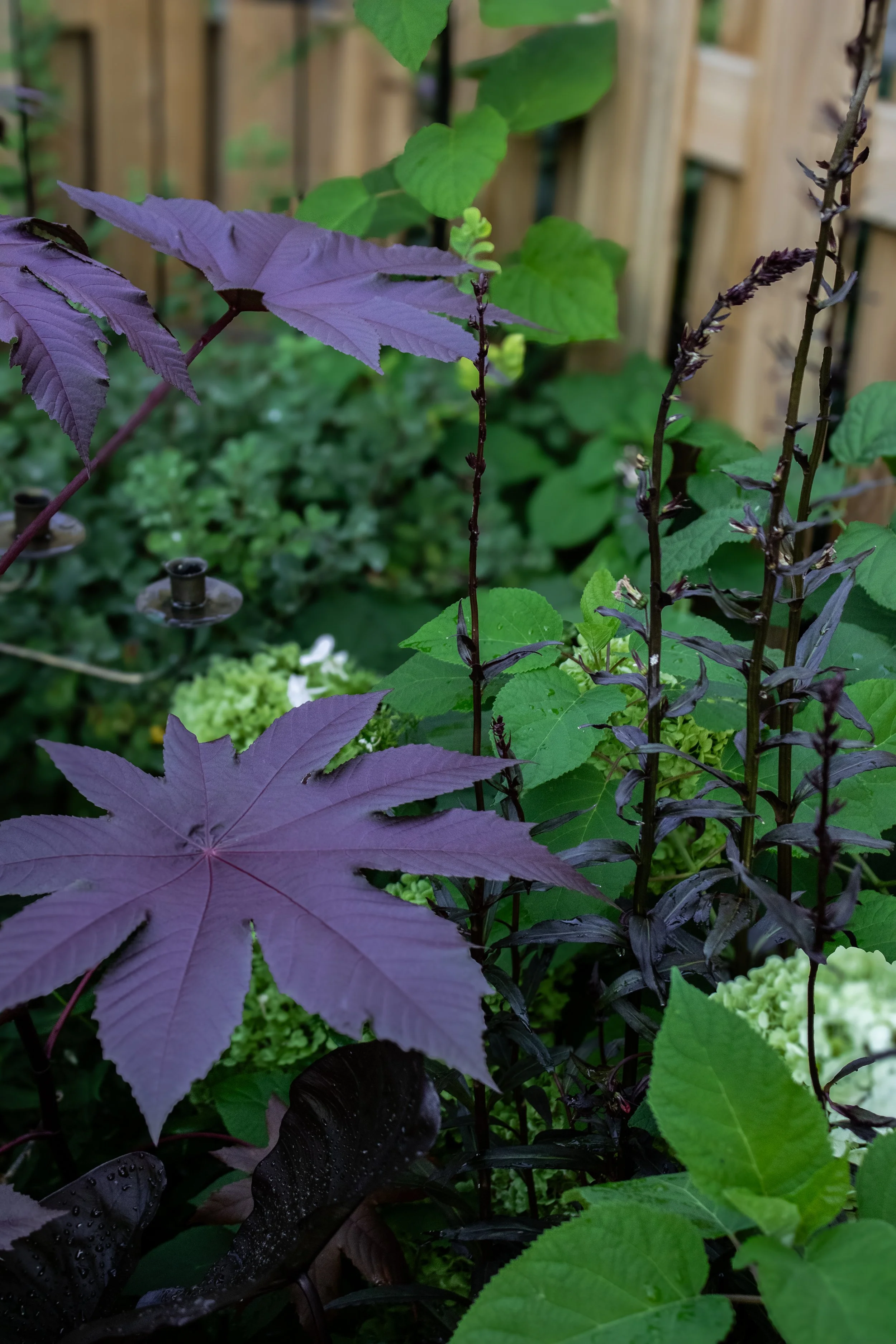 New Zealand Purple Castor Bean
