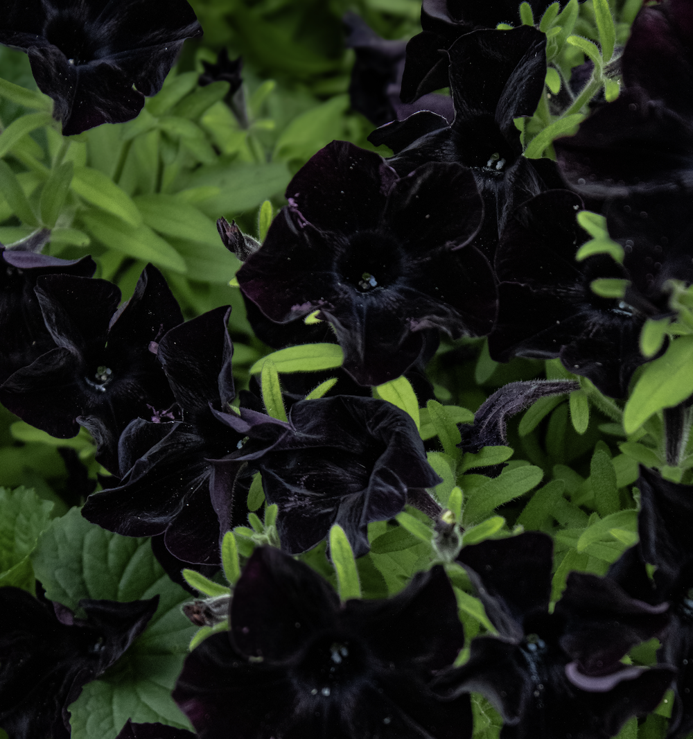 On the Hunt With Chloe Hurst: Black Blooms &amp; Botanicals