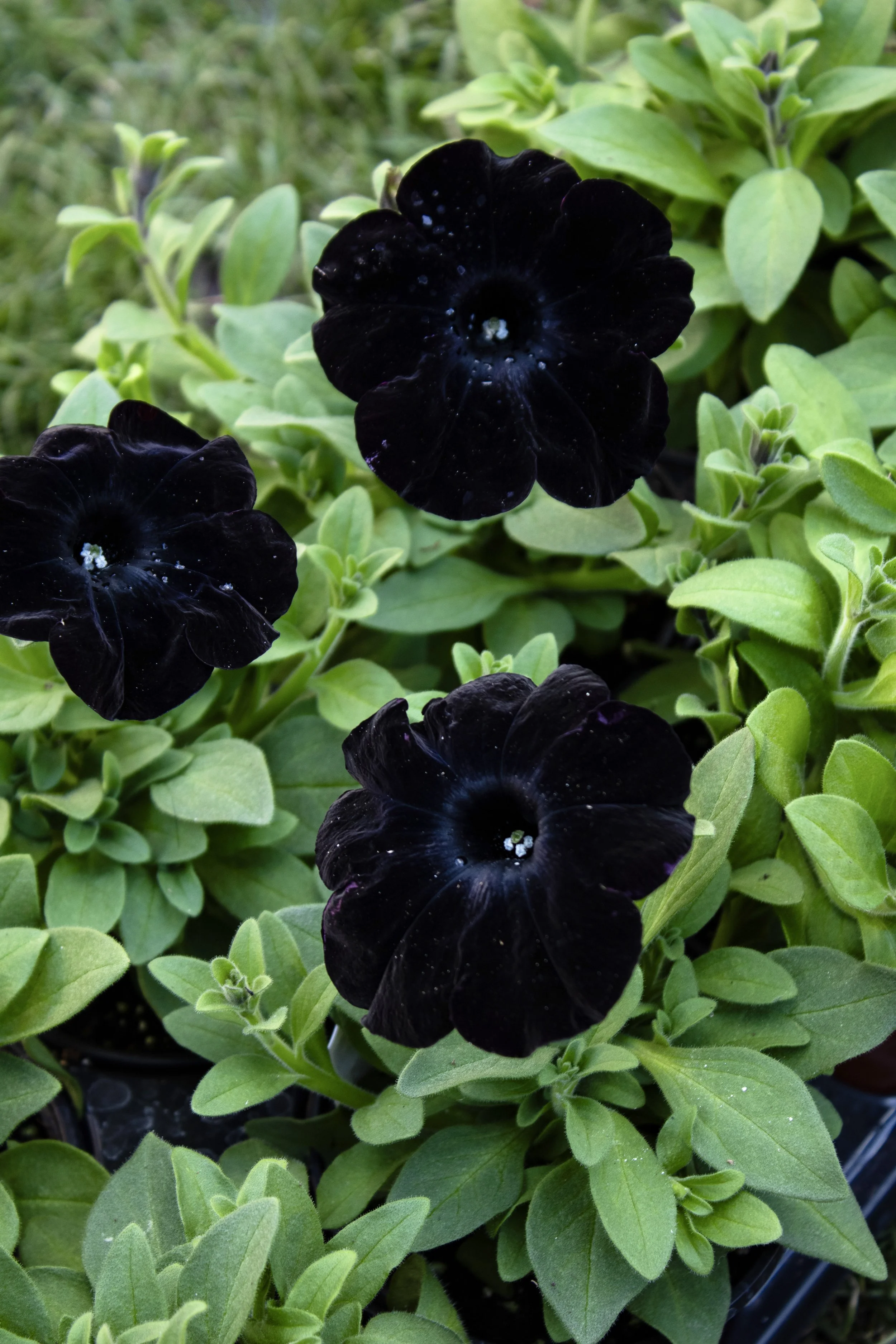 pure black petunias.jpg