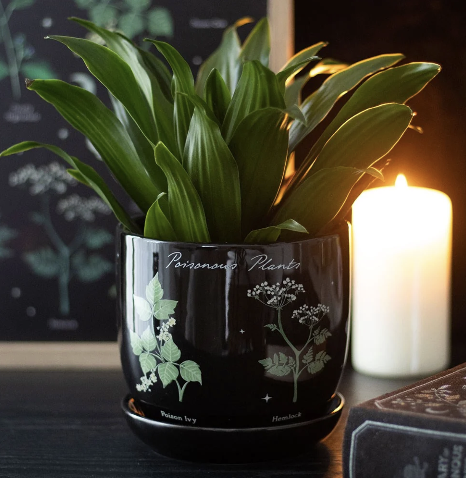 Something Different (via Midnight Rose Emporium),Poisonous Plants Plant Pot