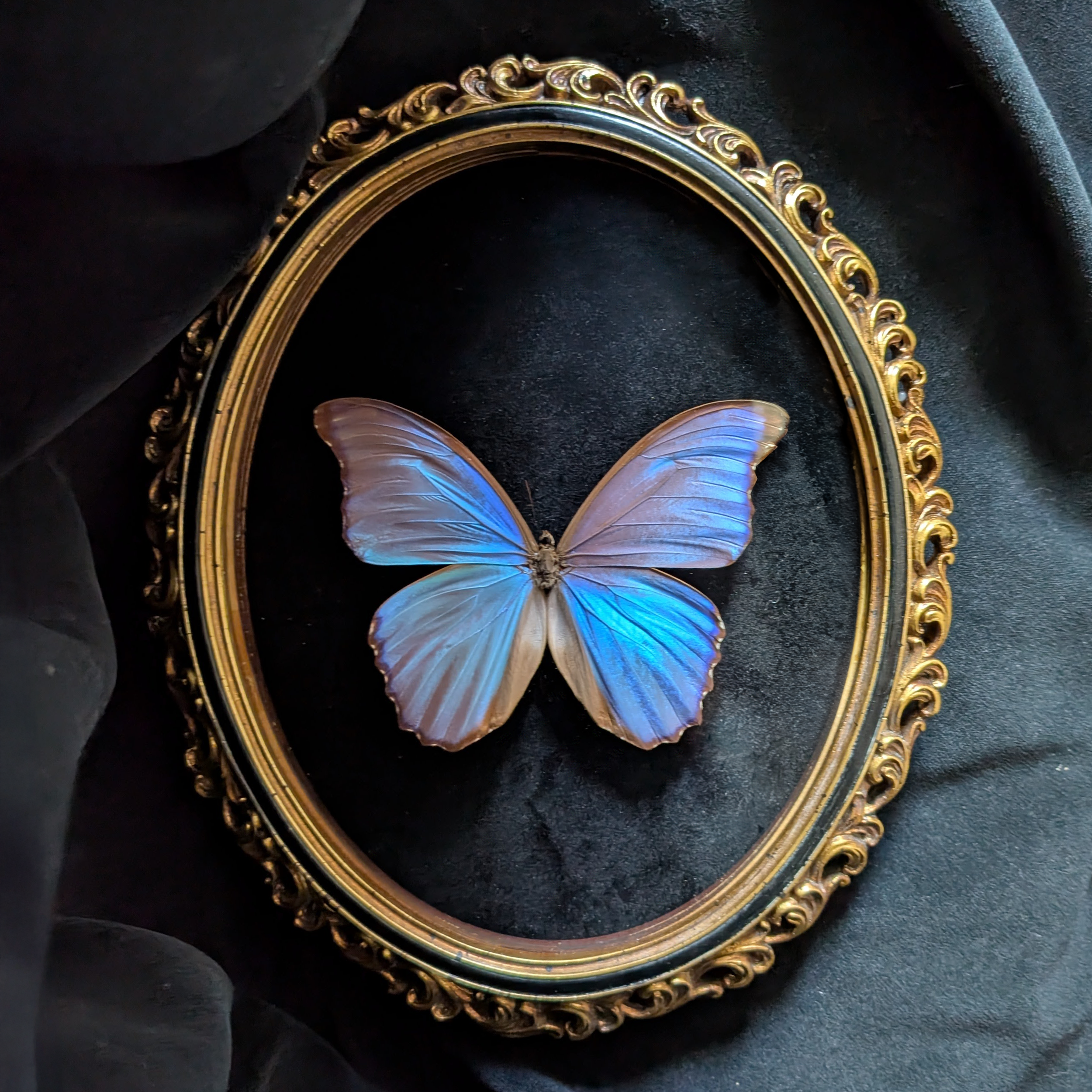 Natural Curiosity: Inside Esoterica's World of Specimens & Storytelling