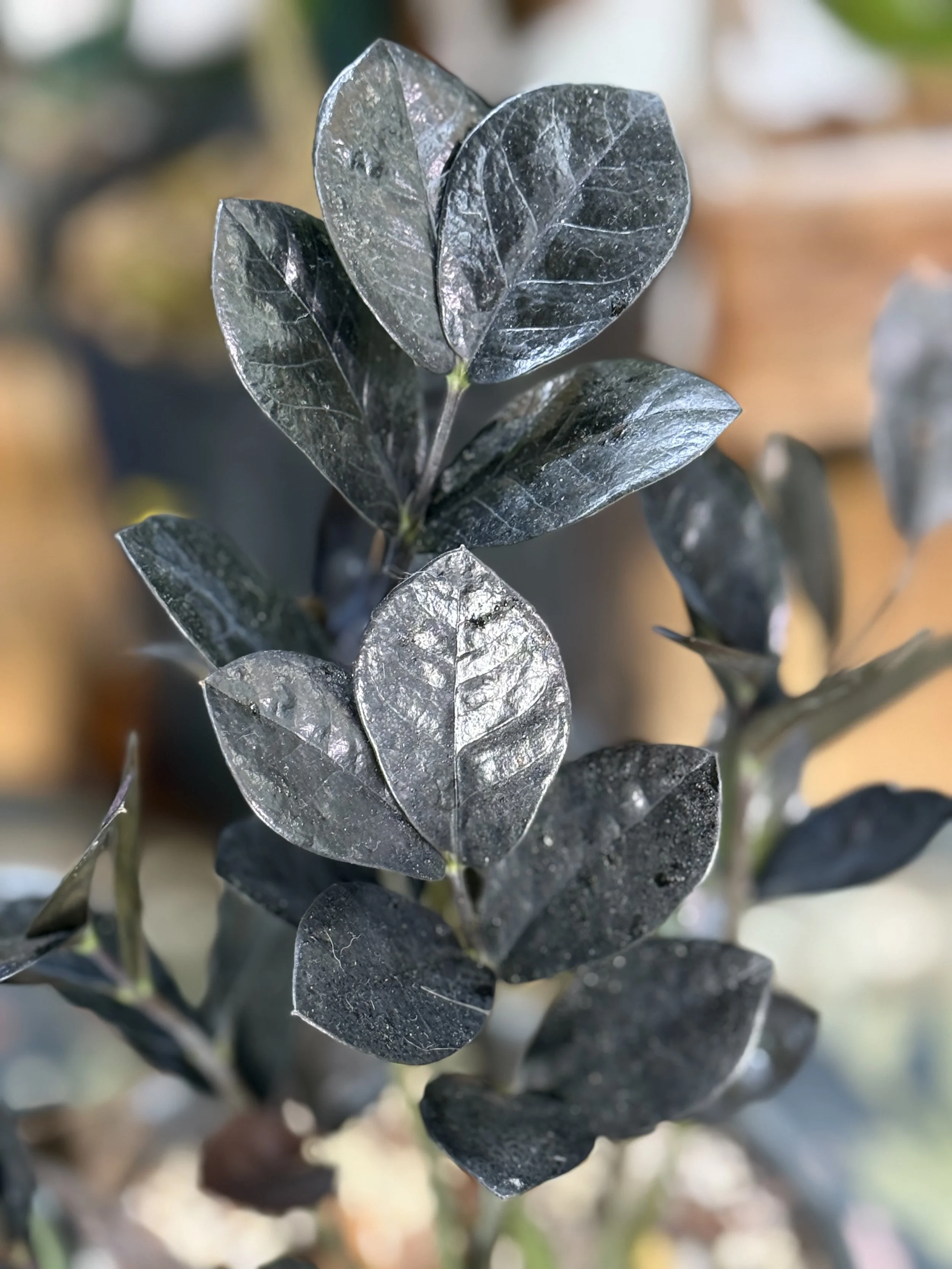 In the Garden After Dusk with @briannas_planttok by The Lace Ledger