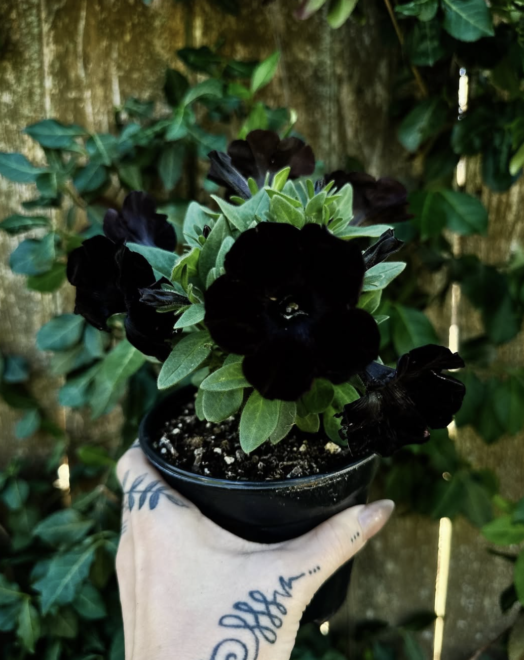 Goth Girls’ Nights: A Year of Themed Gatherings for the Darkly Inclined by The Lace Ledger