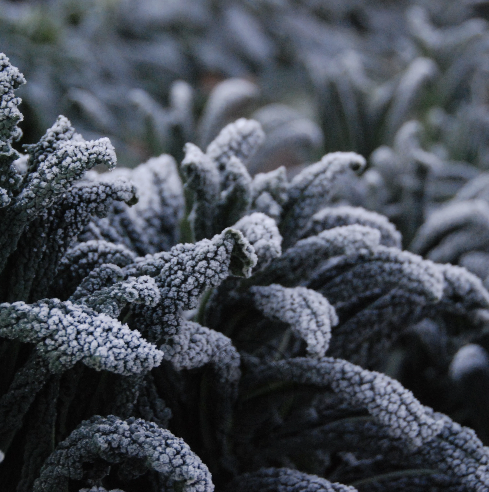The Gothic Harvest: A Dark Harvest Guide for Your Garden (& Table) by The Lace Ledger
