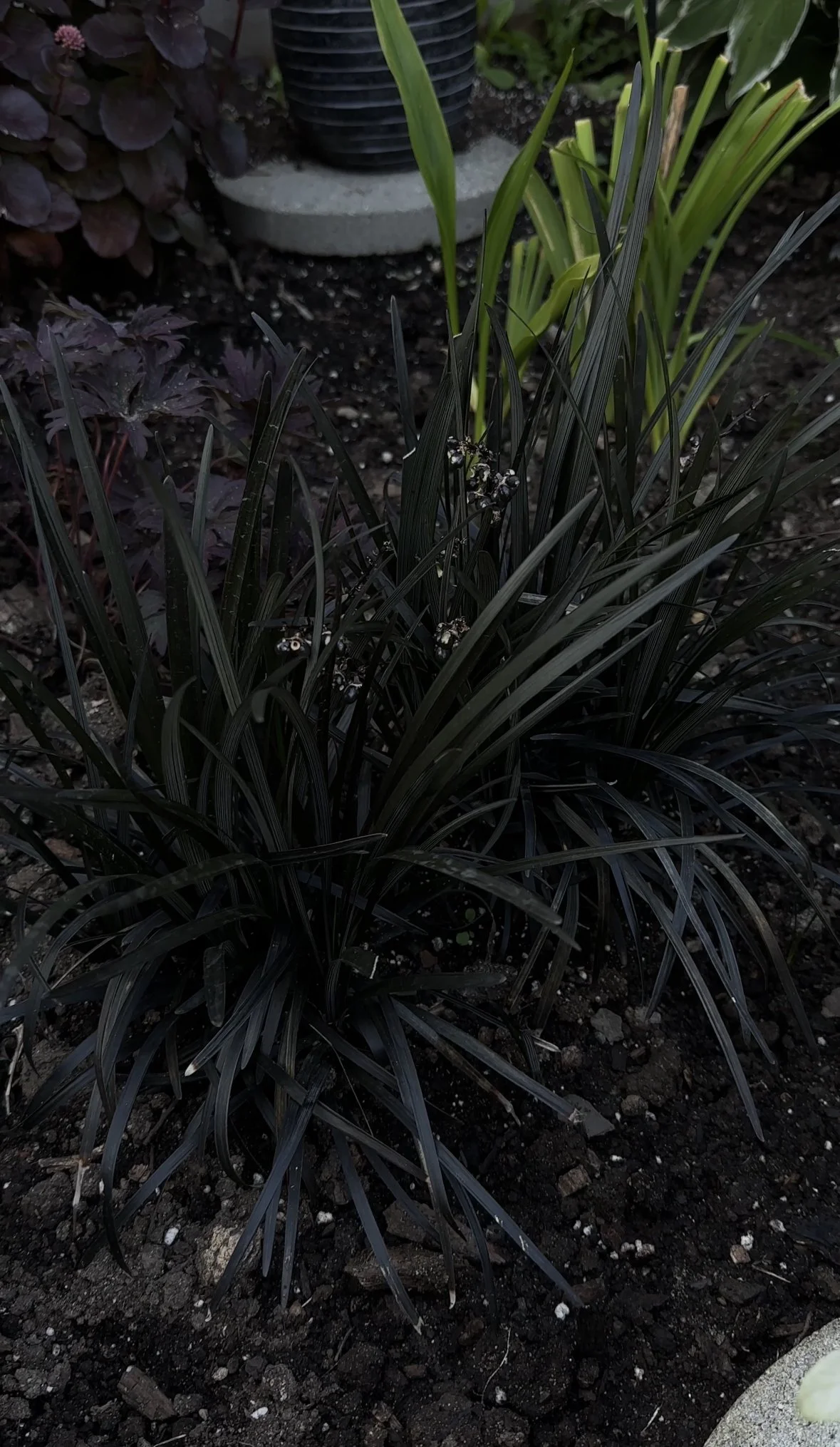 On the Hunt With Chloe Hurst: Black Blooms & Botanicals by The Lace Ledger