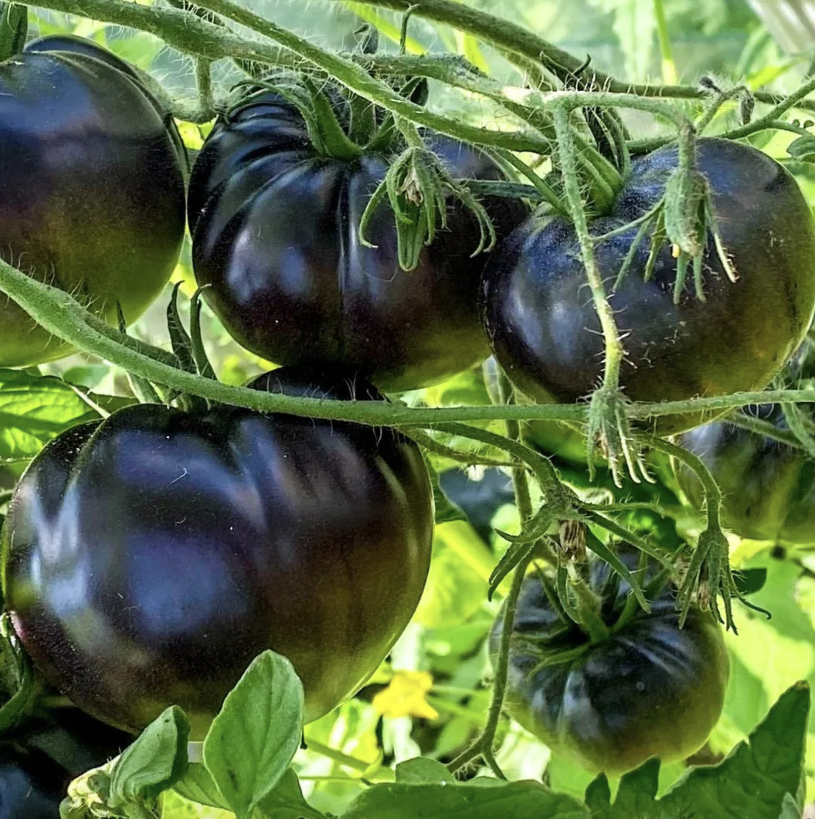 The Gothic Harvest: A Dark Harvest Guide for Your Garden (& Table) by The Lace Ledger