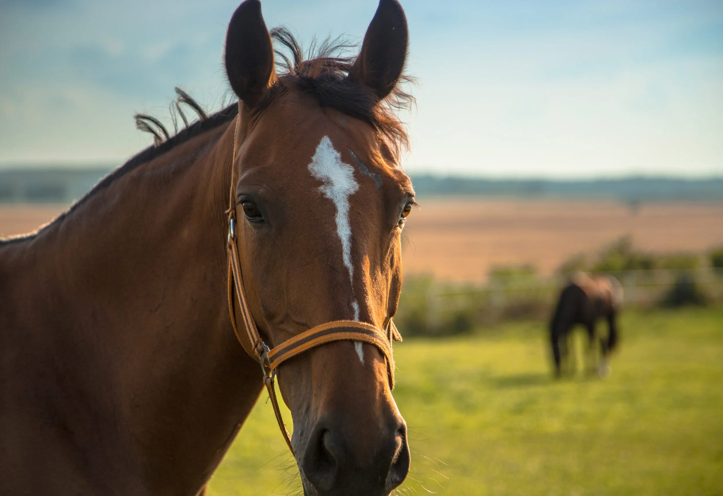 What is second horse syndrome?