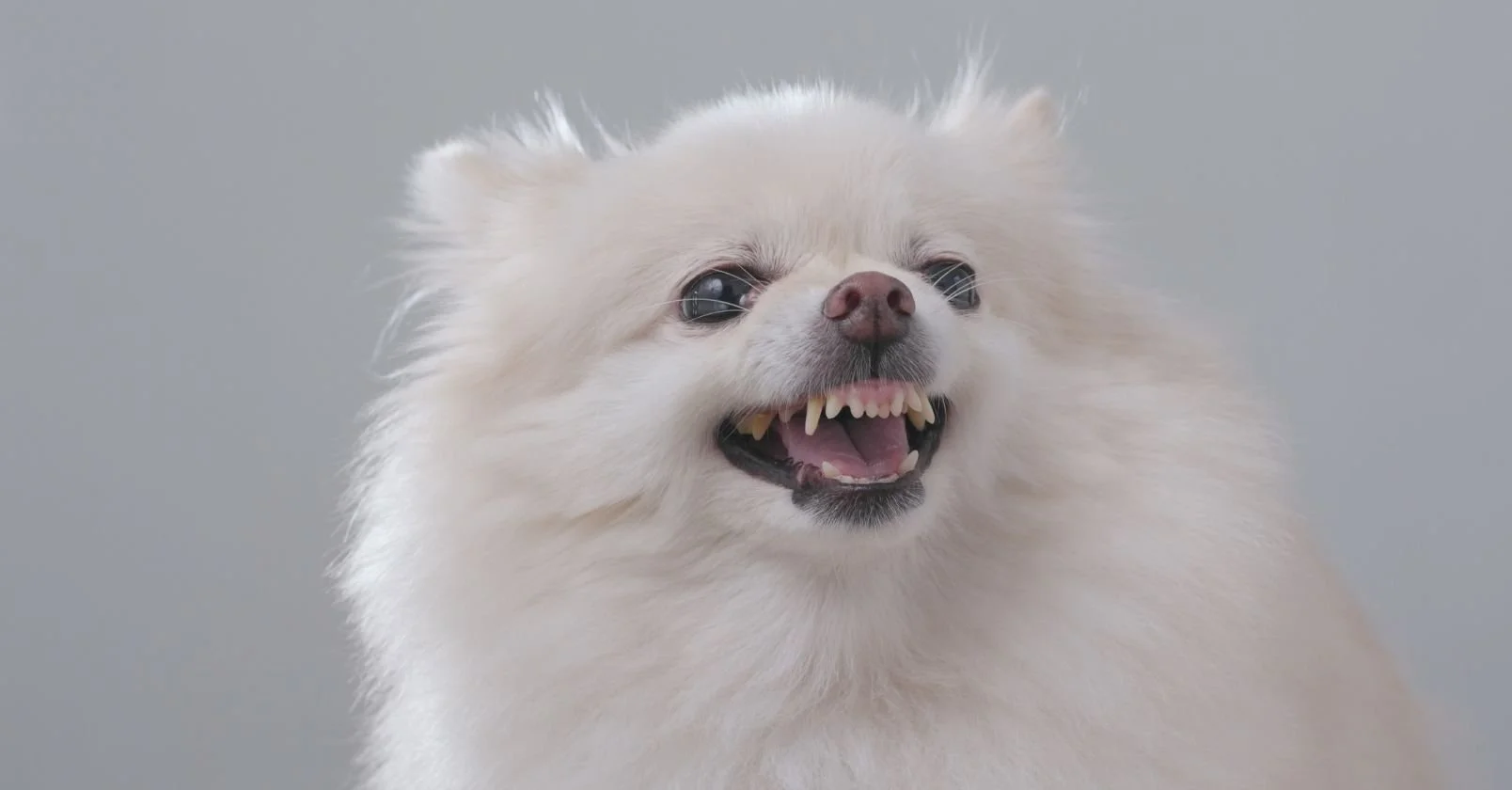 When “Be More Mungrel” is the brief