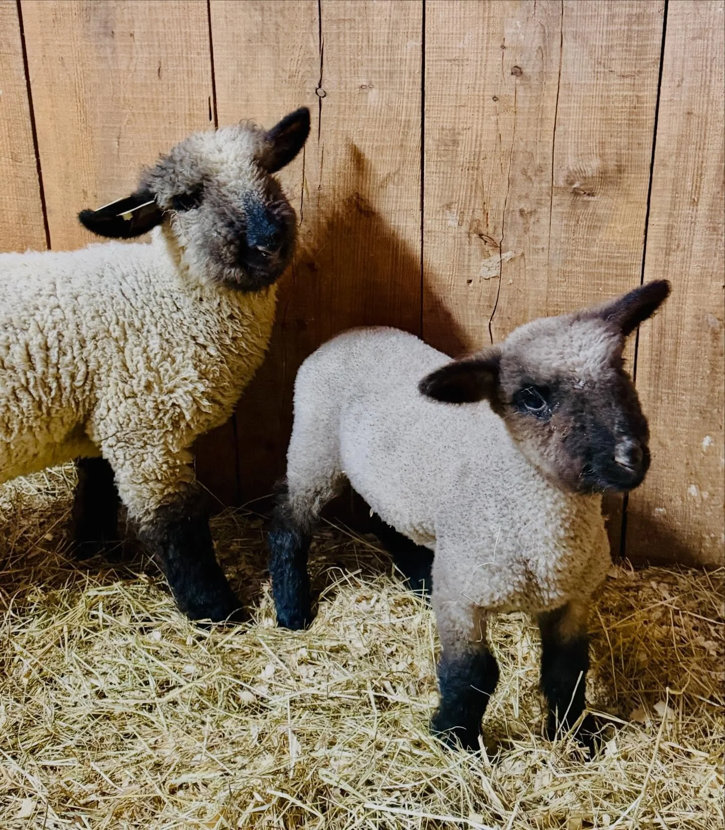 My Punkin got her Waffles 🧇 🧡

Welcome to farm fam 🧇