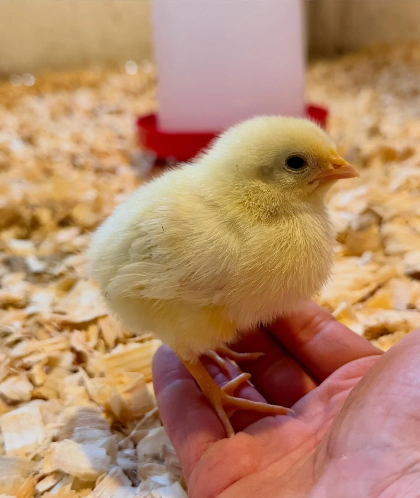 I love this time of year 🐣