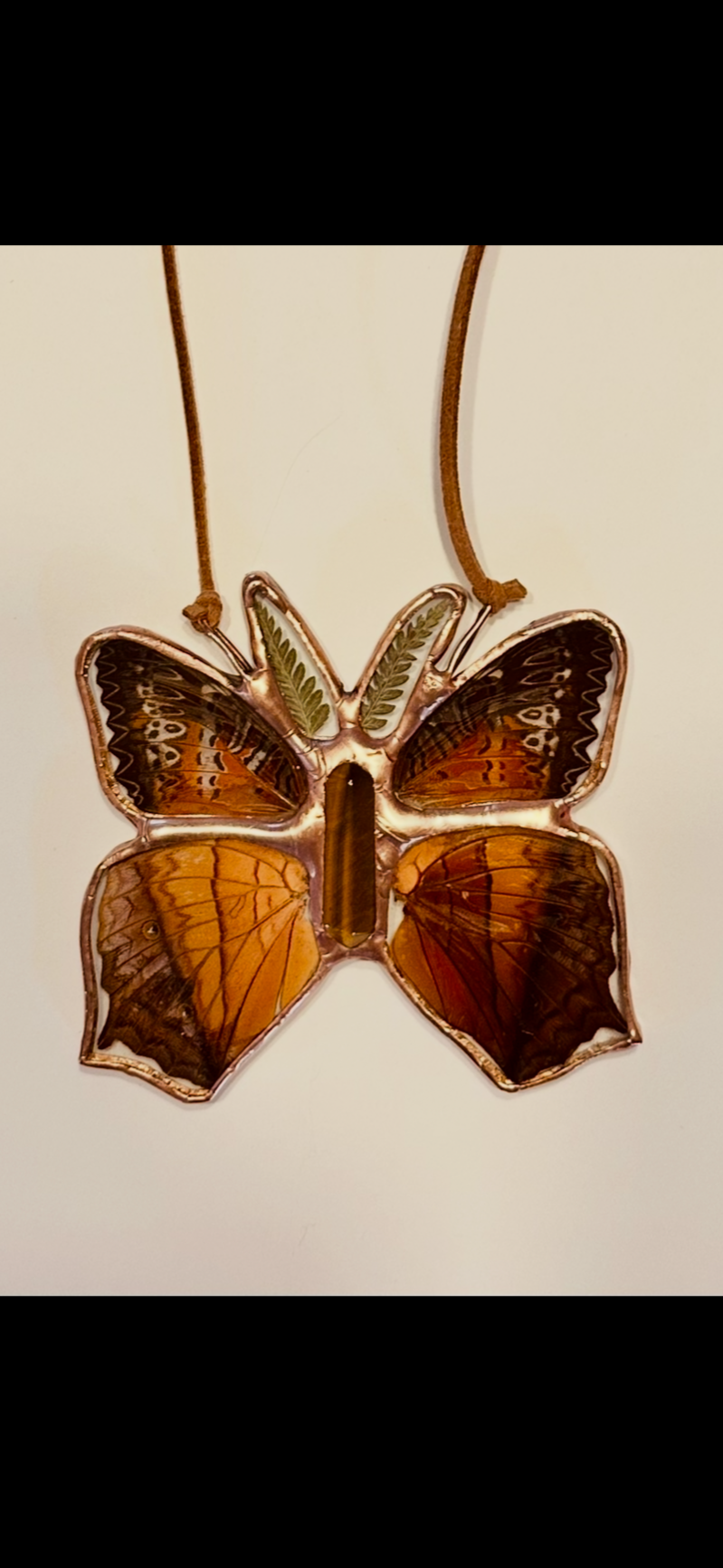 butterfly+encased+in+glass.png
