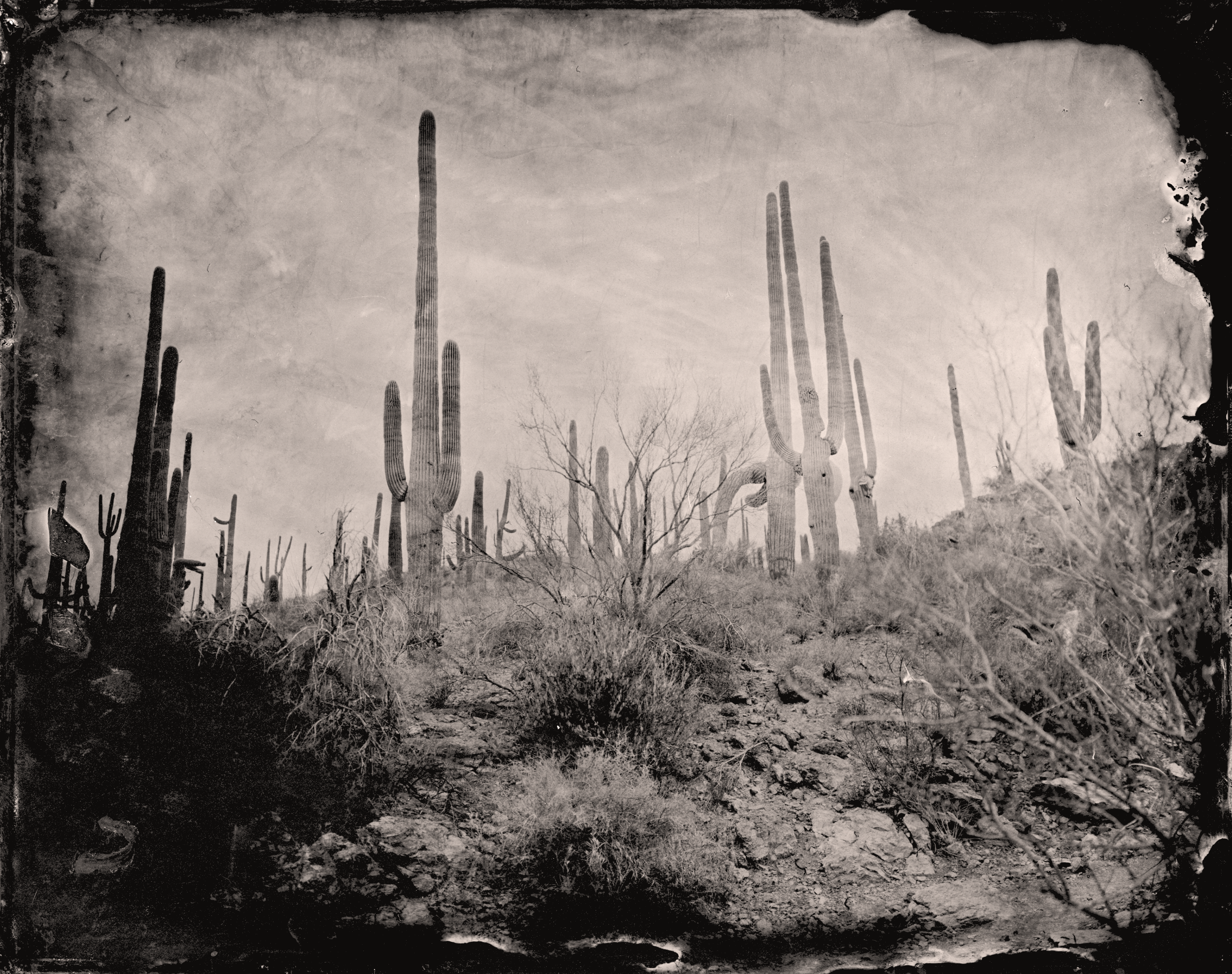 aguaro Trees, Tucson, Arizona - Archival Print