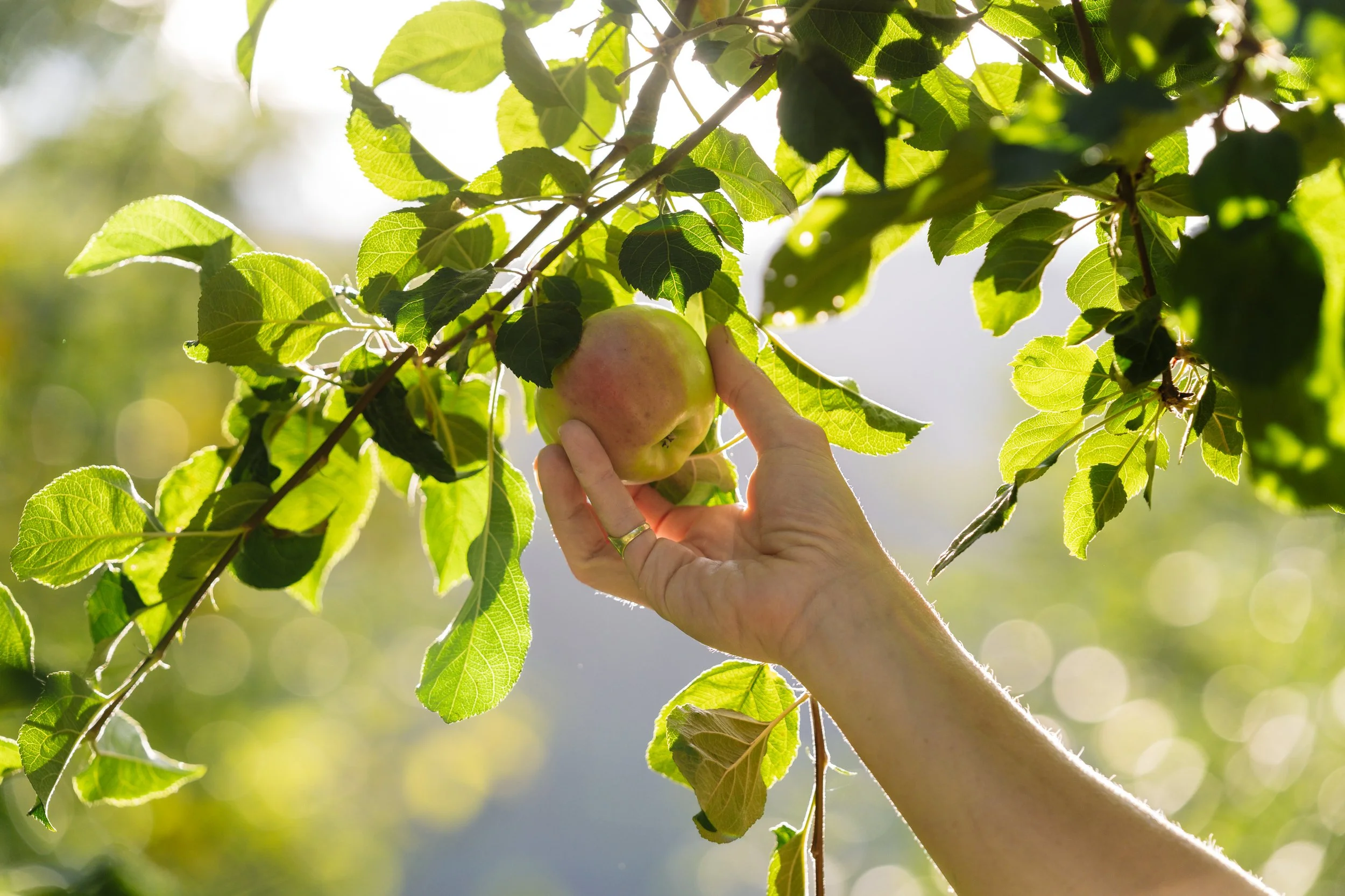 Stonefly_Apple-Picking-1.jpg