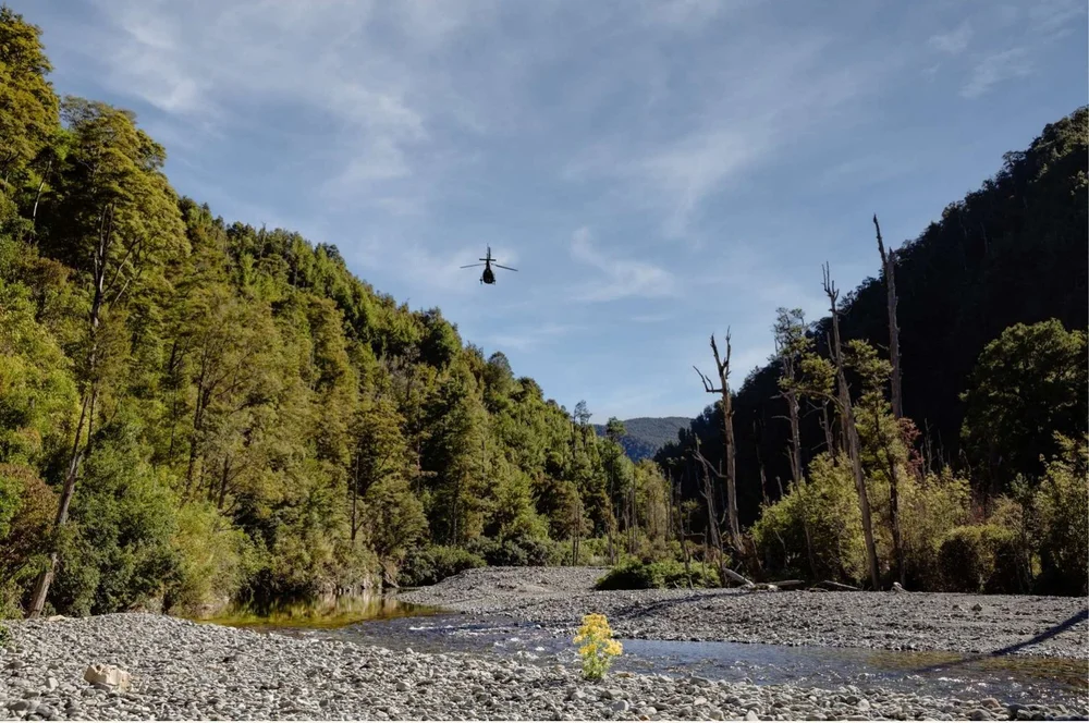 A helicopter flying above a gravel river bed in Kahurangi National Park