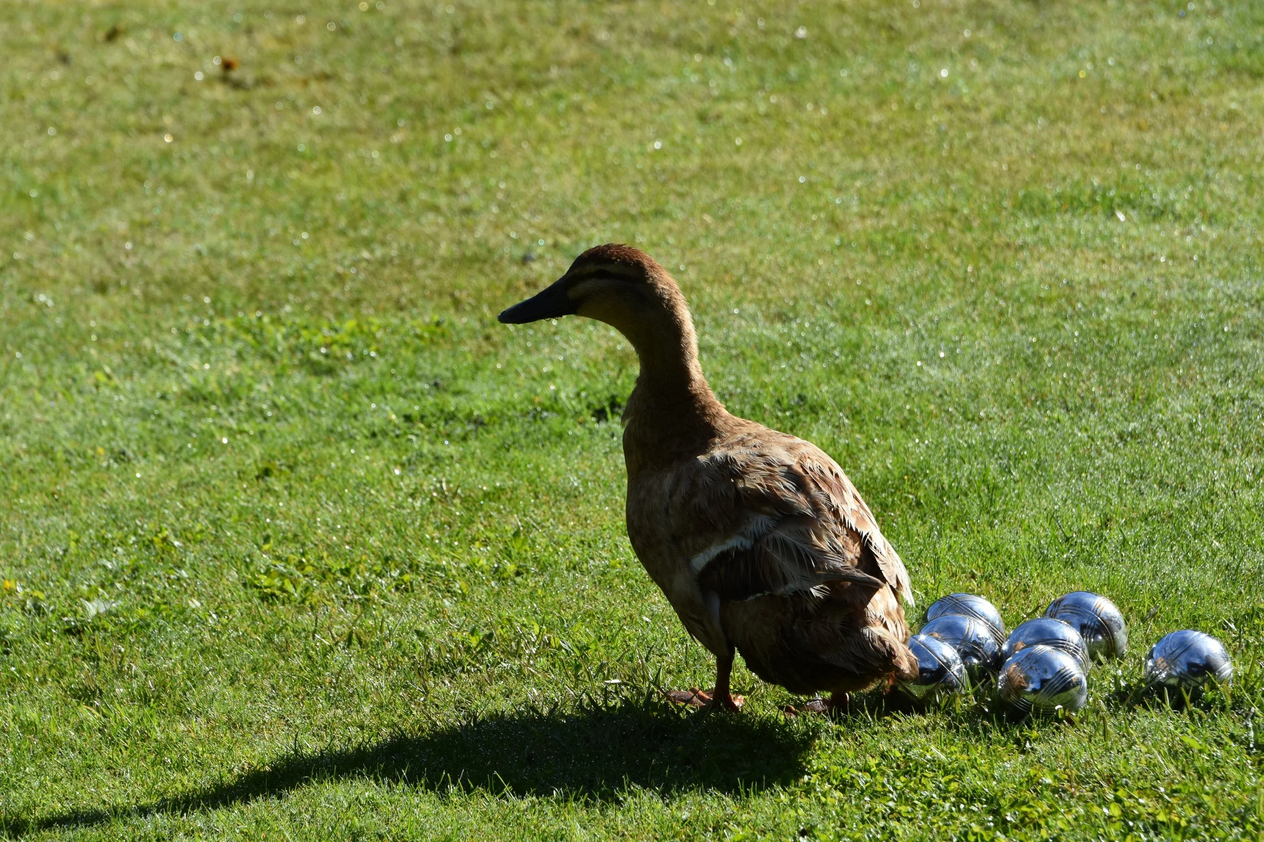 Resident duck by the bocce balls at Stonefly Lodge