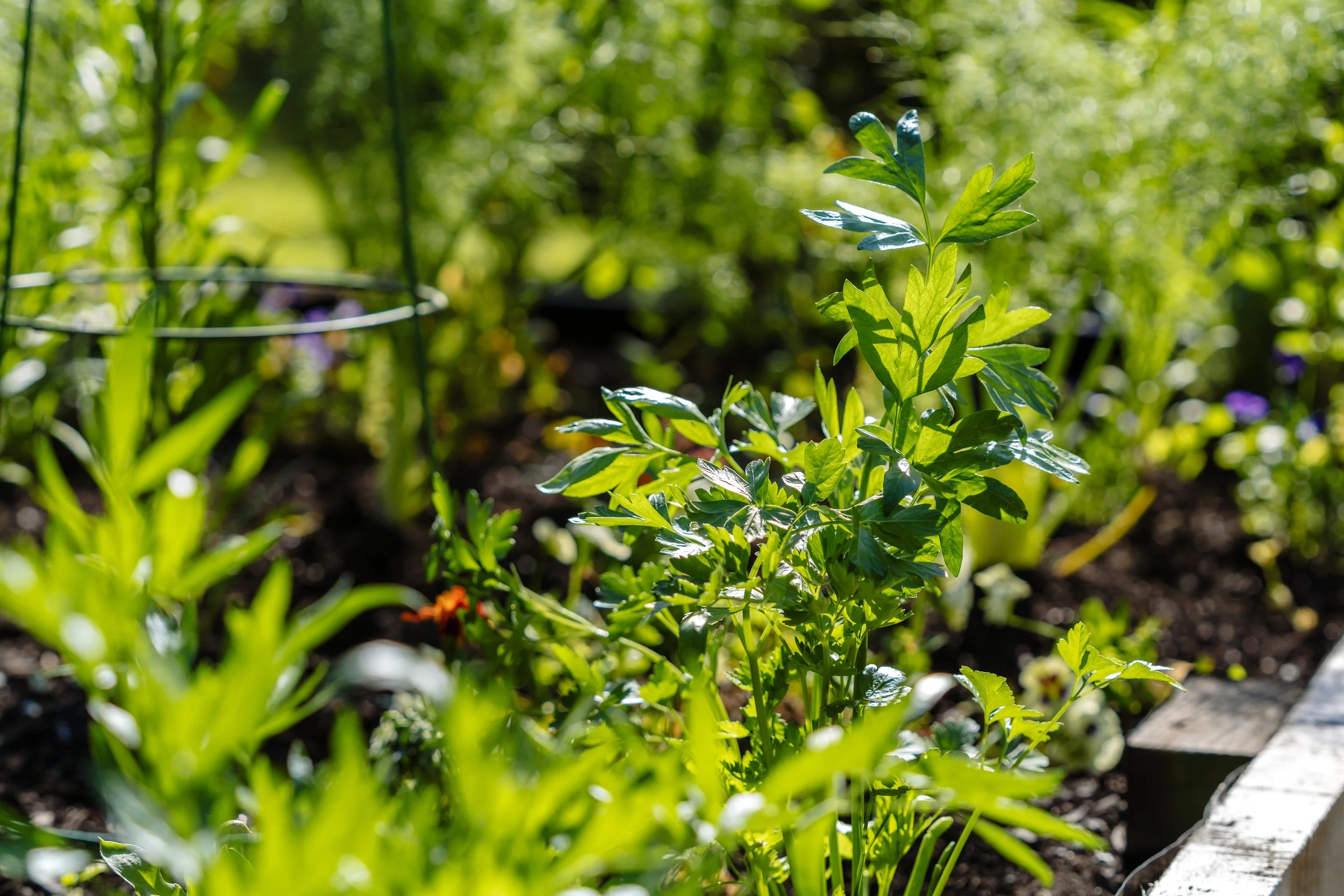 Vegetable and herb garden plants at Stonefly Lodge