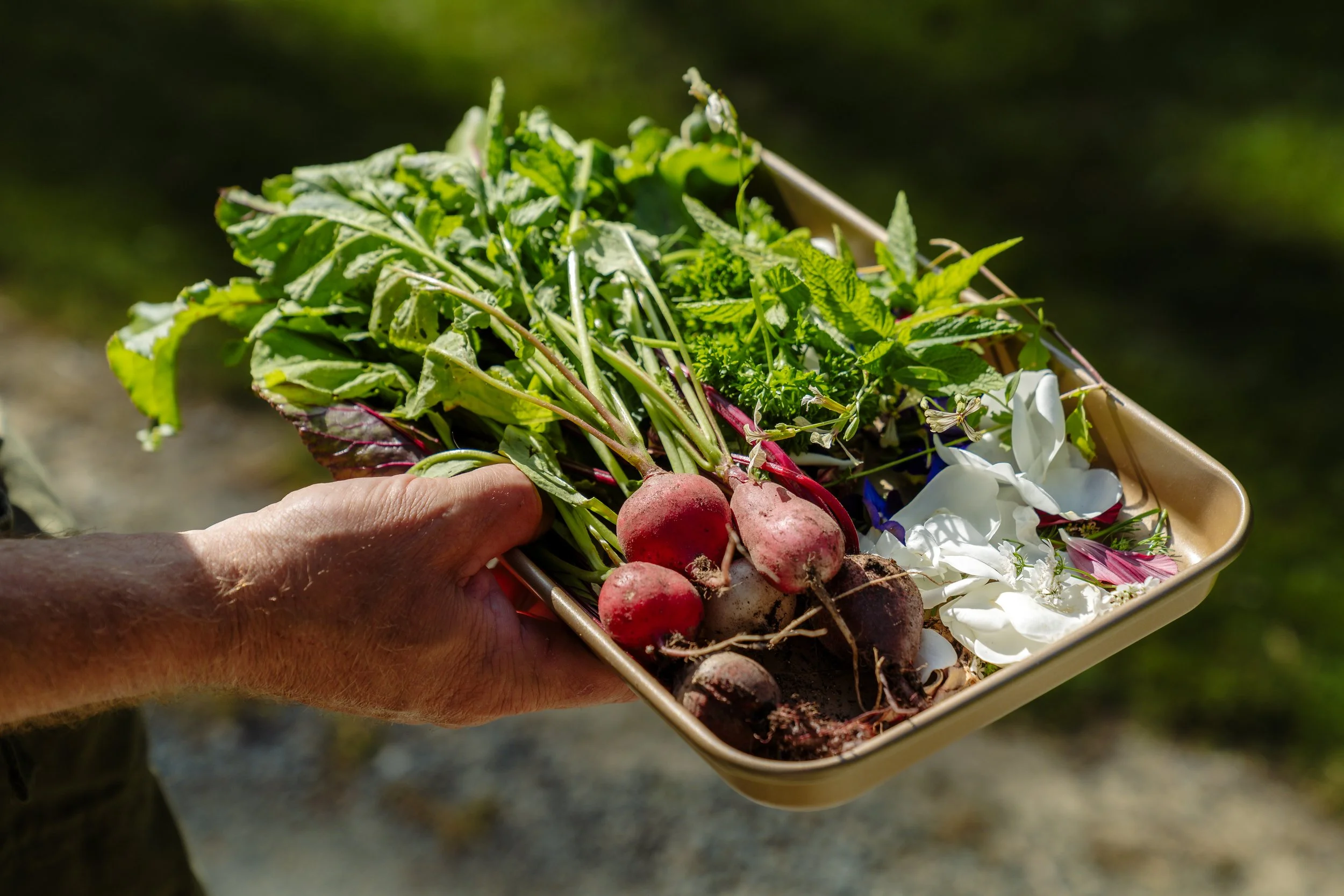 Fresh vegetables from Stonefly Lodge garden