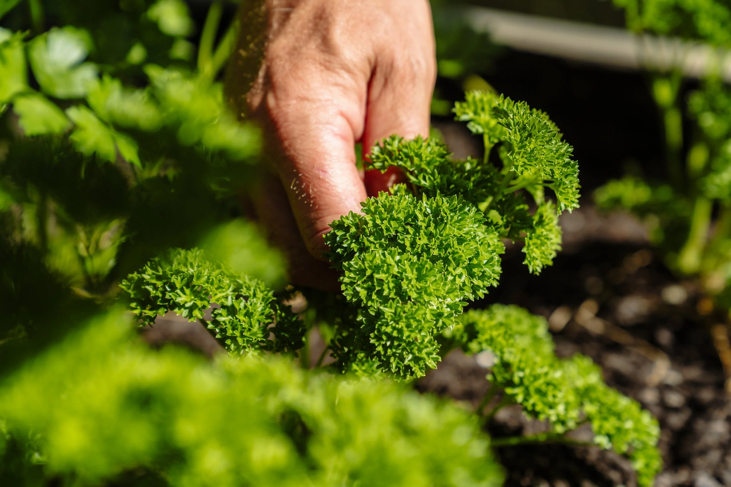 Hand picking fresh kale from Stonefly Lodge vegetable garden