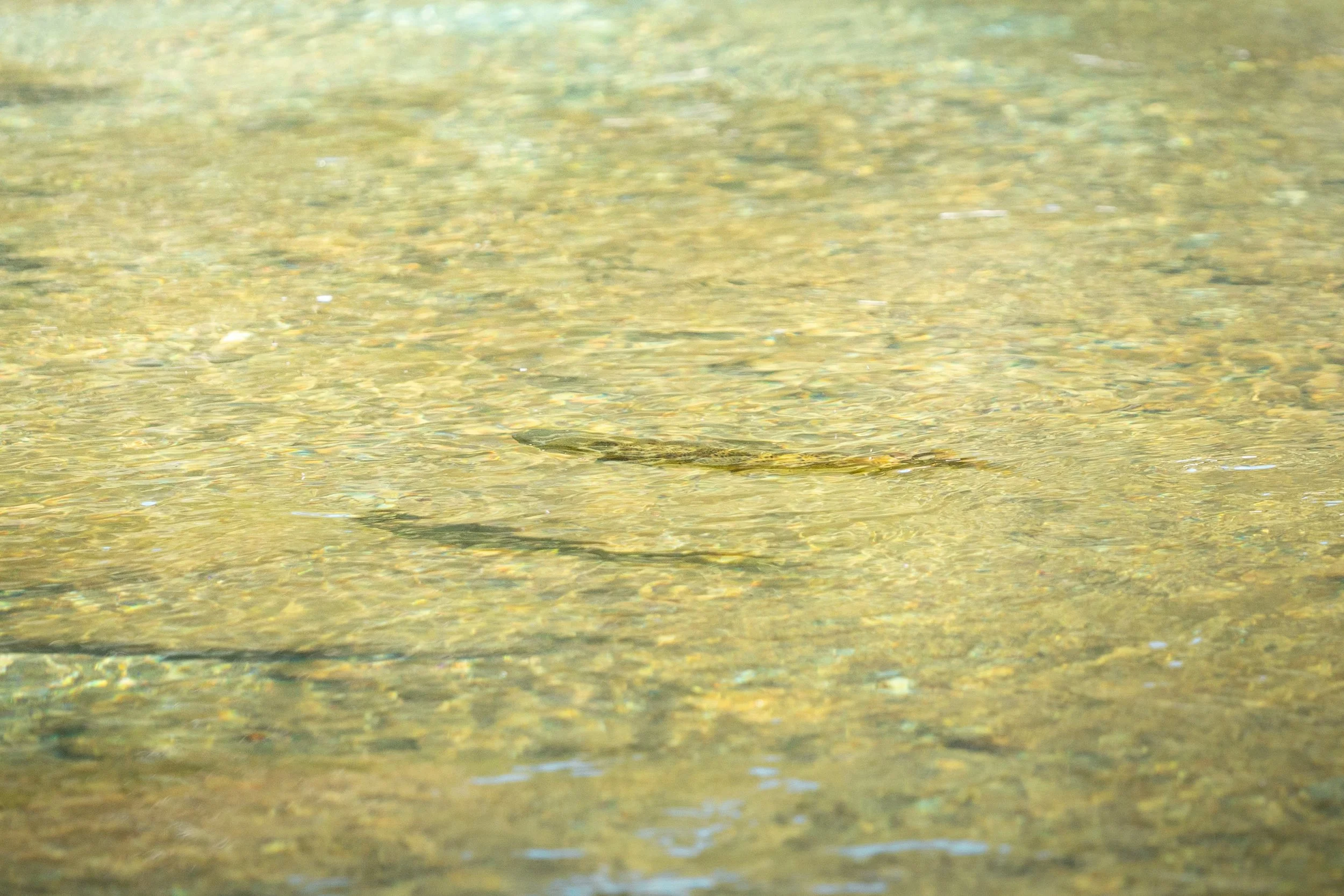 Stonefly Trip 2026 (76 of 80).jpg