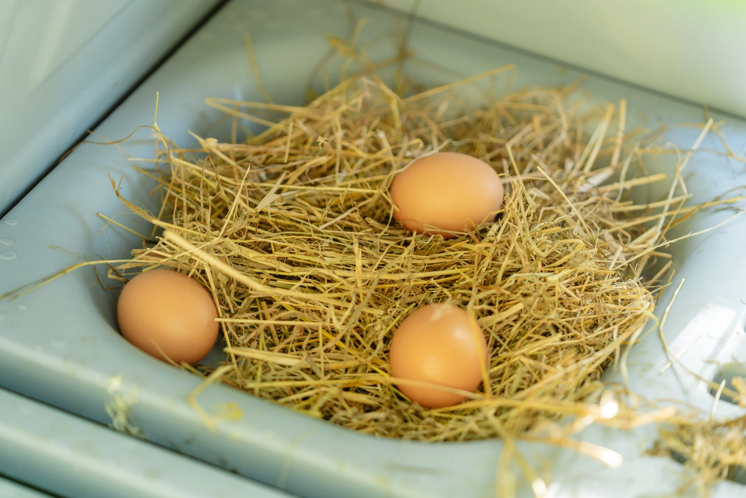 Fresh farm eggs nestled in straw at Stonefly Lodge