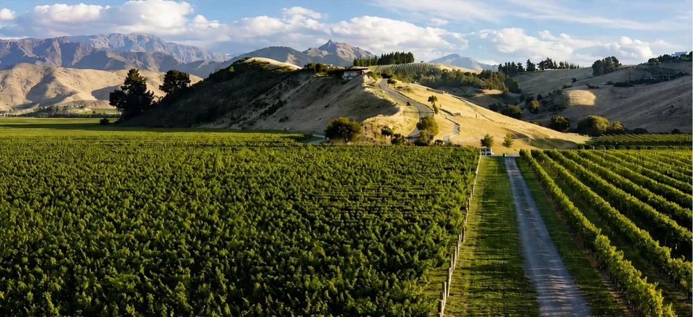 Rows of vines running towards golden hills and mountains