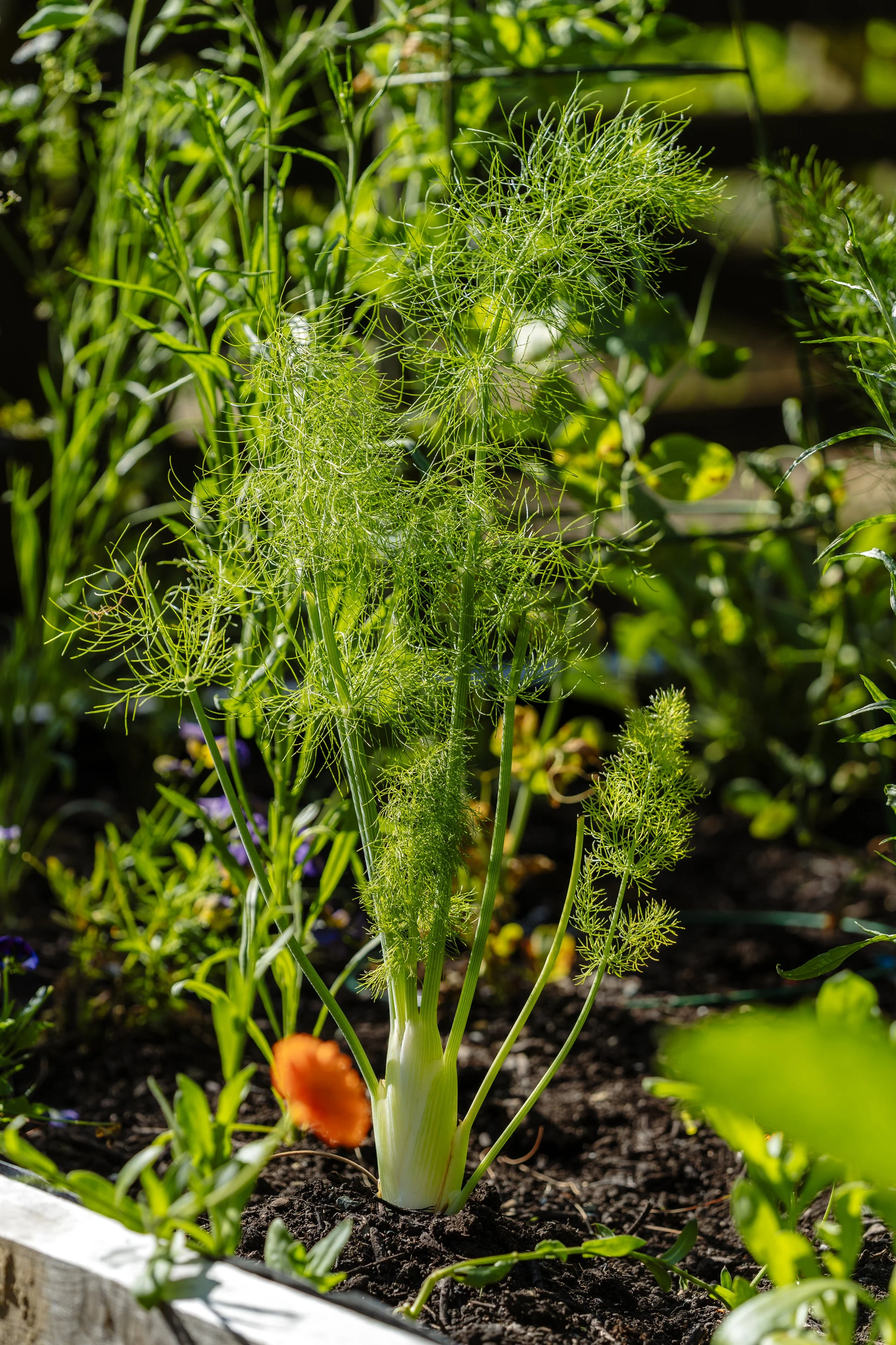 Fresh fennel and vegetables growing in Stonefly Lodge garden